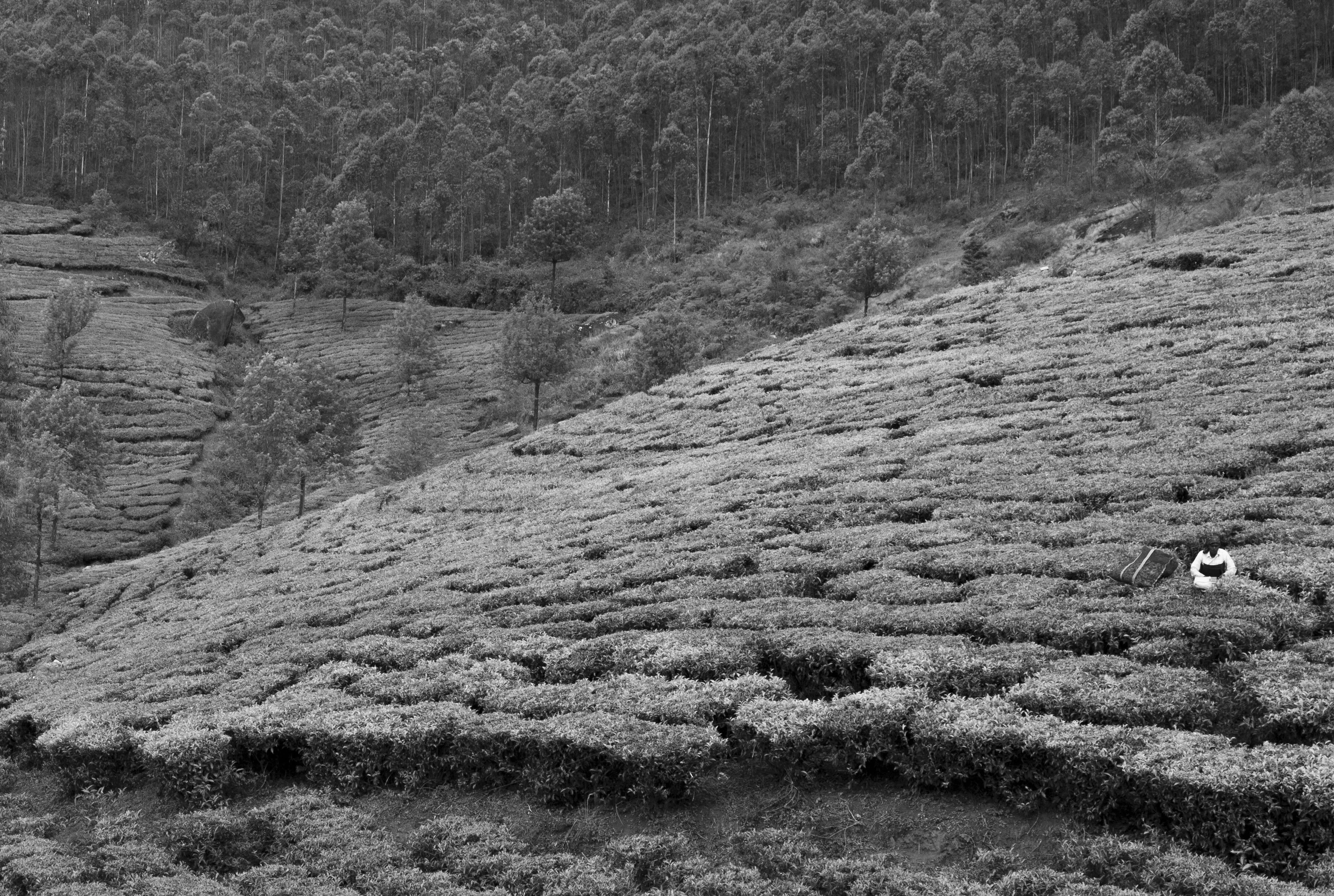 Lady Picking Tea Leaves in the Mountains of Southern India