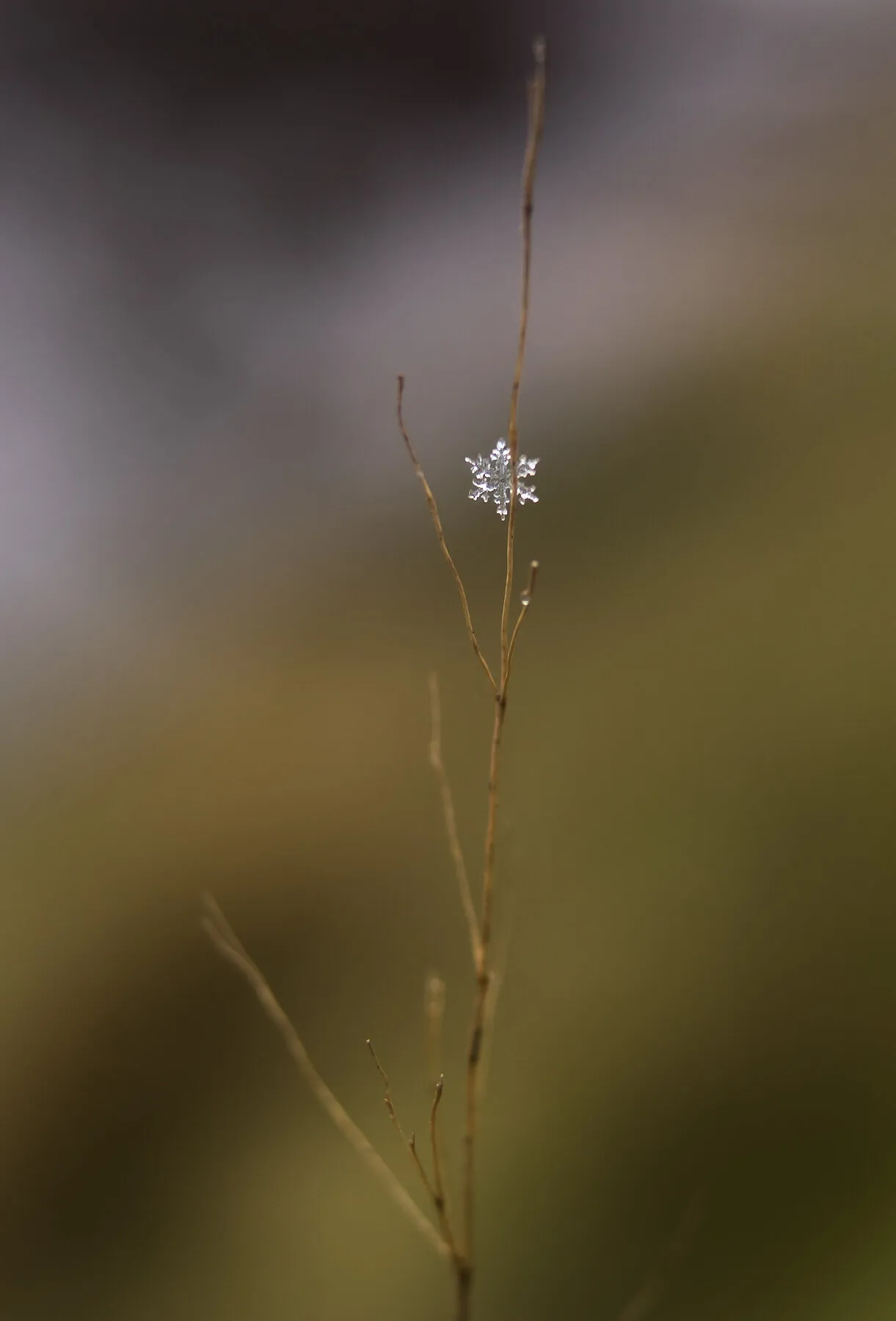 Snowflake
