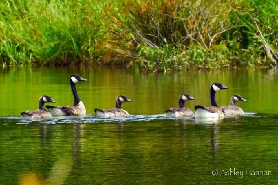Golf Geese