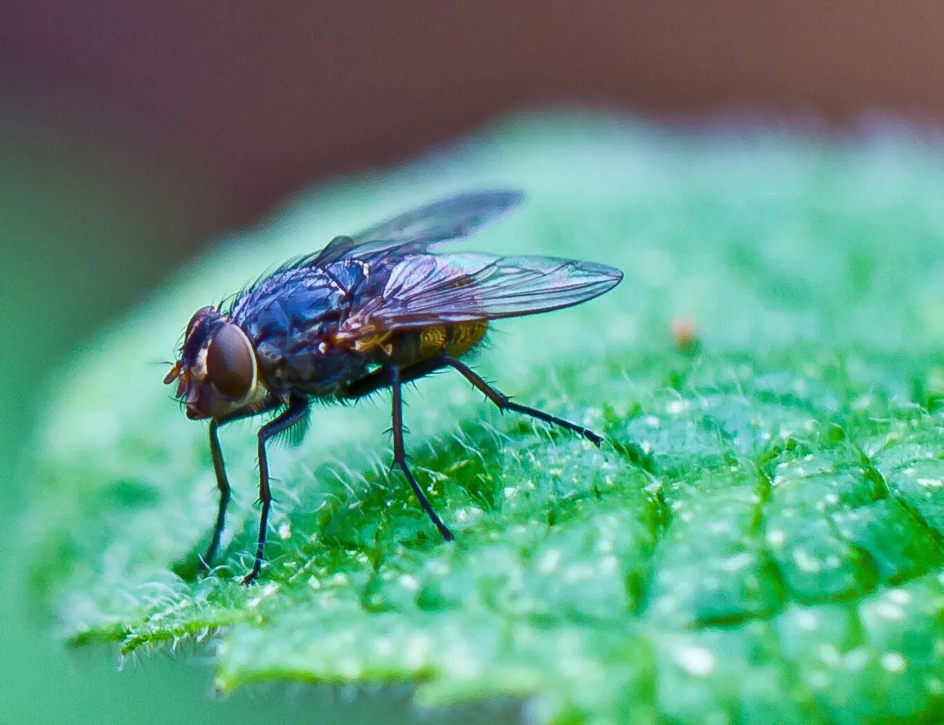 Fly