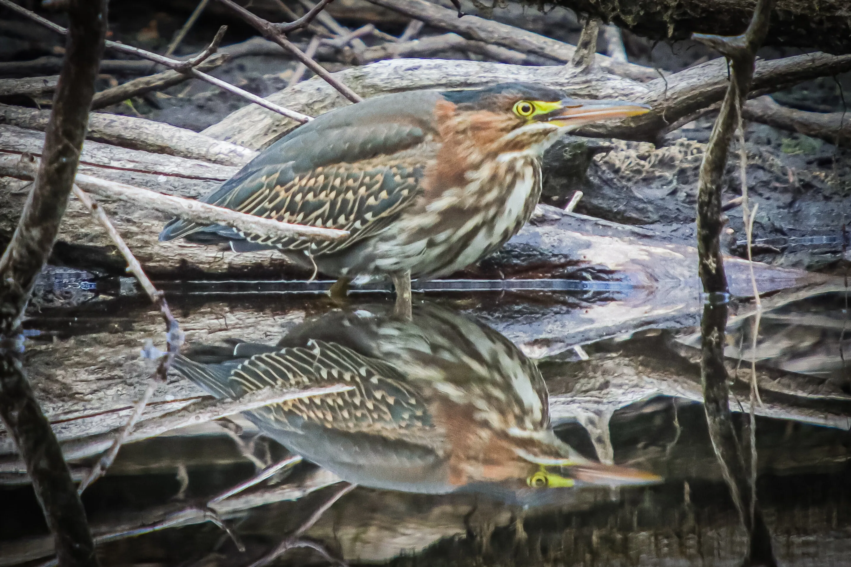 Green heron