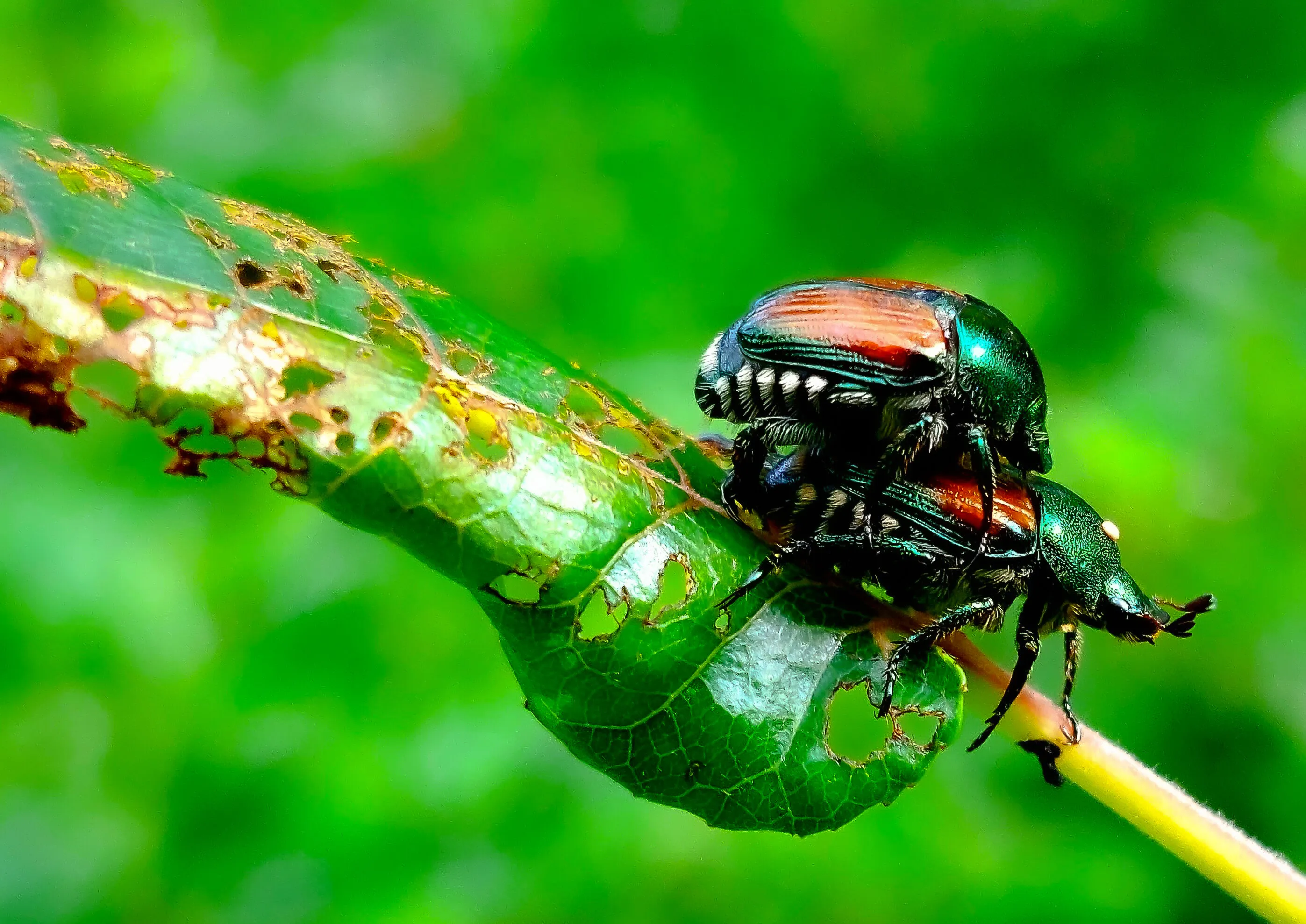 love bugs