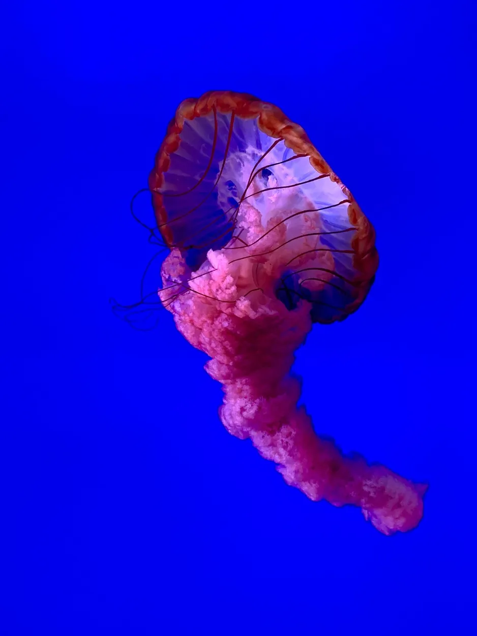 Entry 10238939