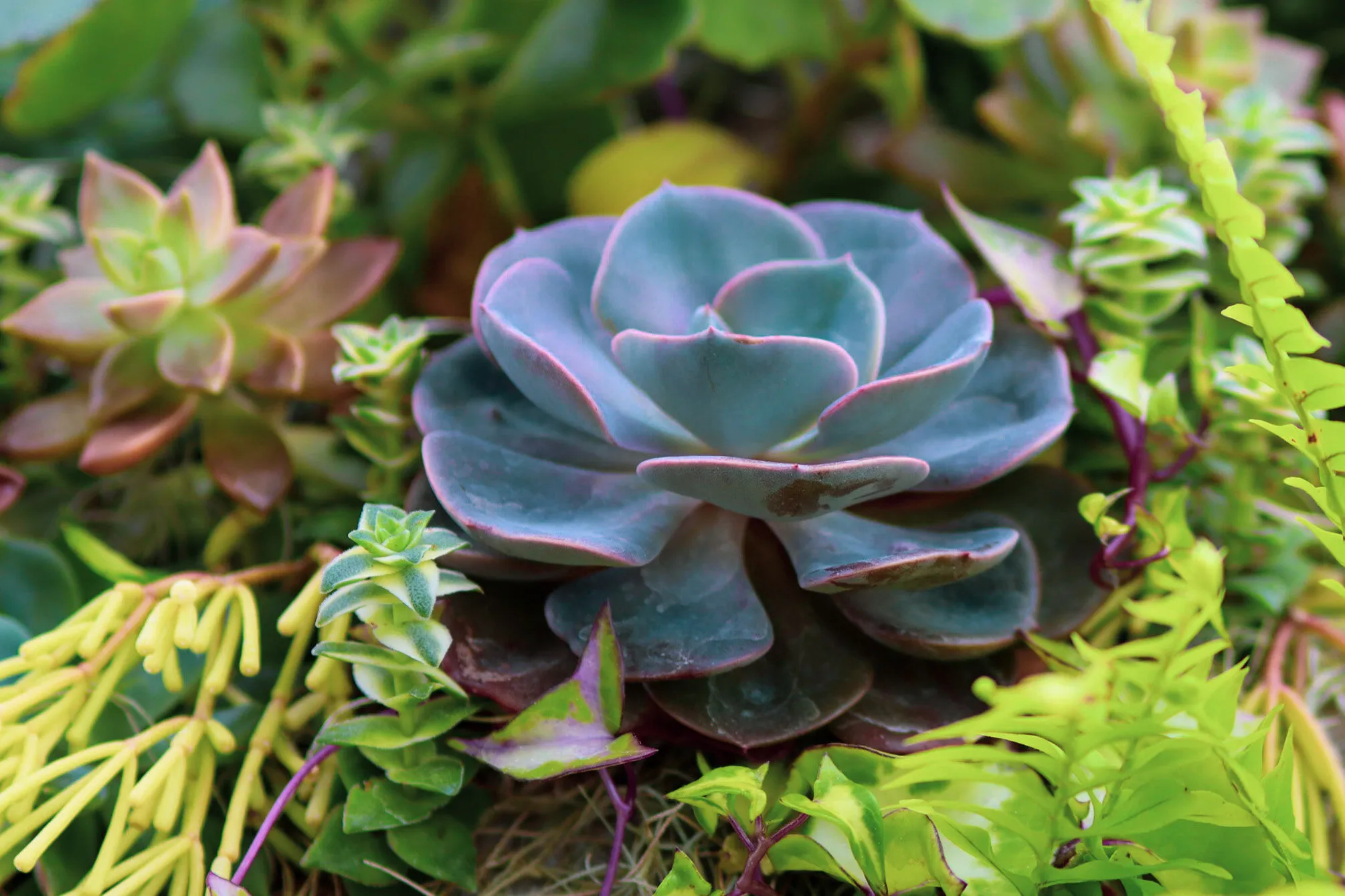 Succulents