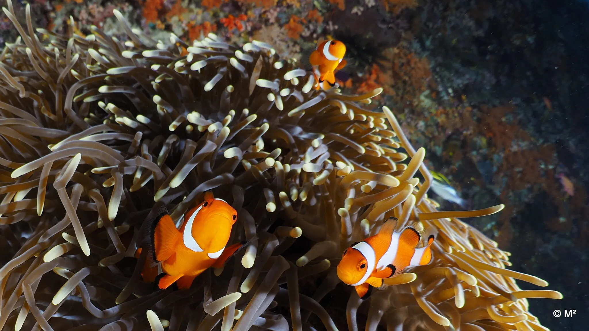 Clown Fish for the Camera