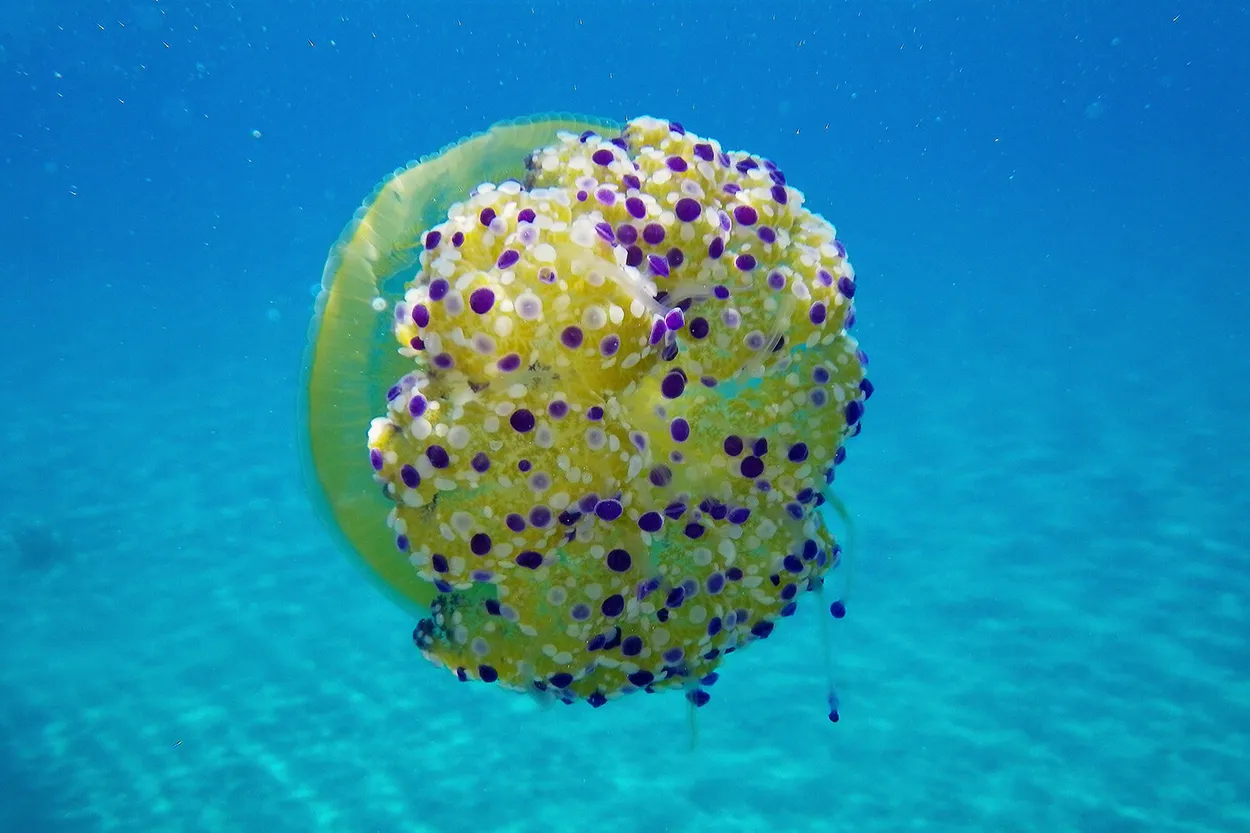 Entry 10242116