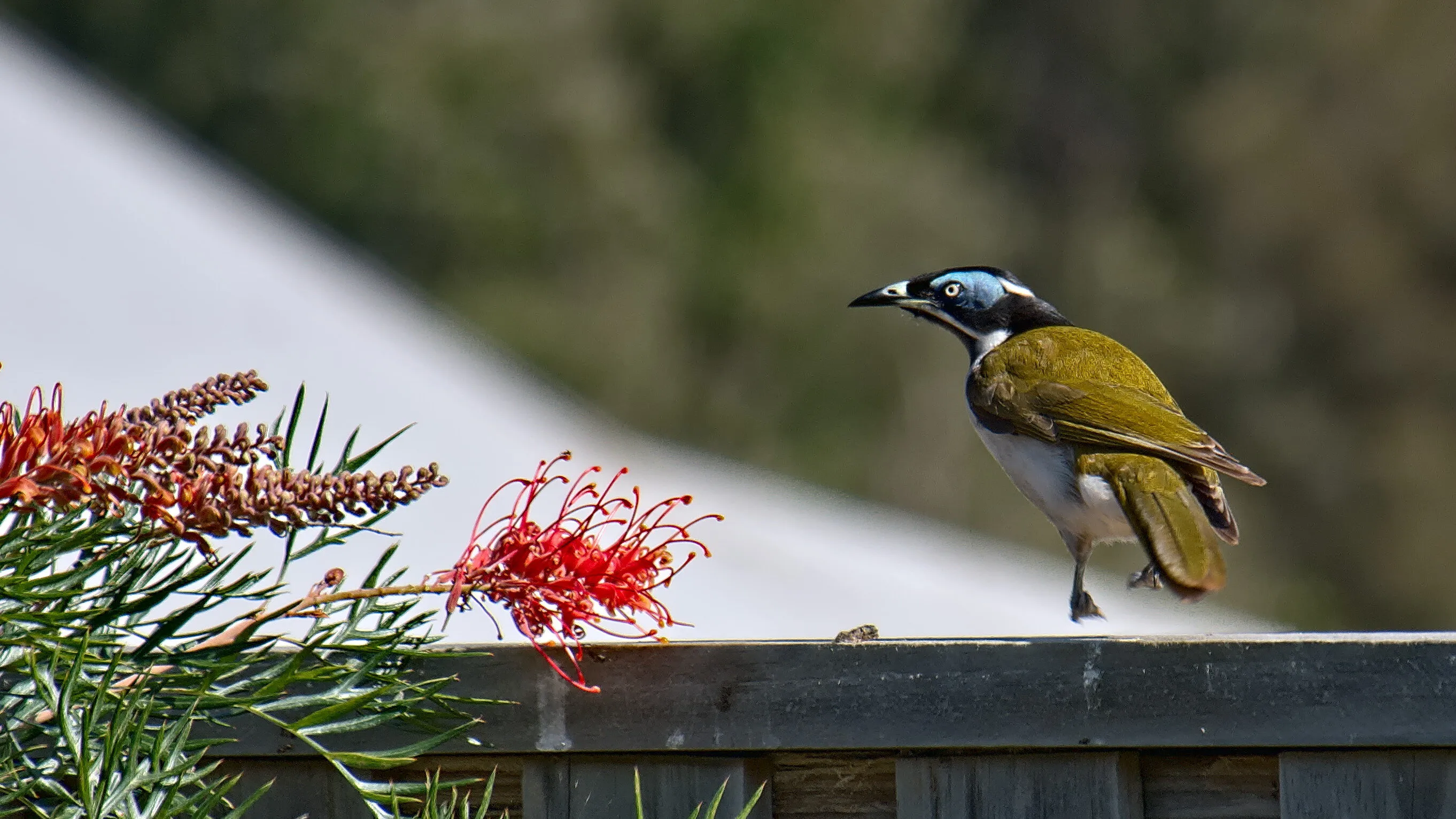 Blue faced honeyeater