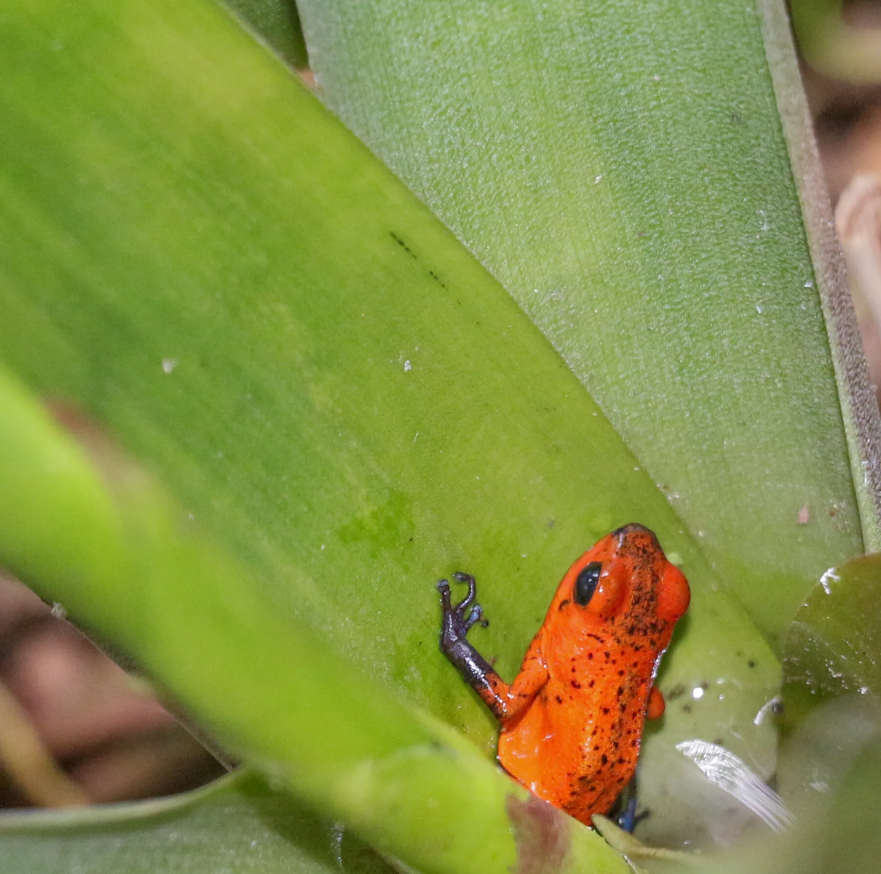 Peek-A-Boo (Strawberry Poison Dart Frog/Blue Jeans Frog)