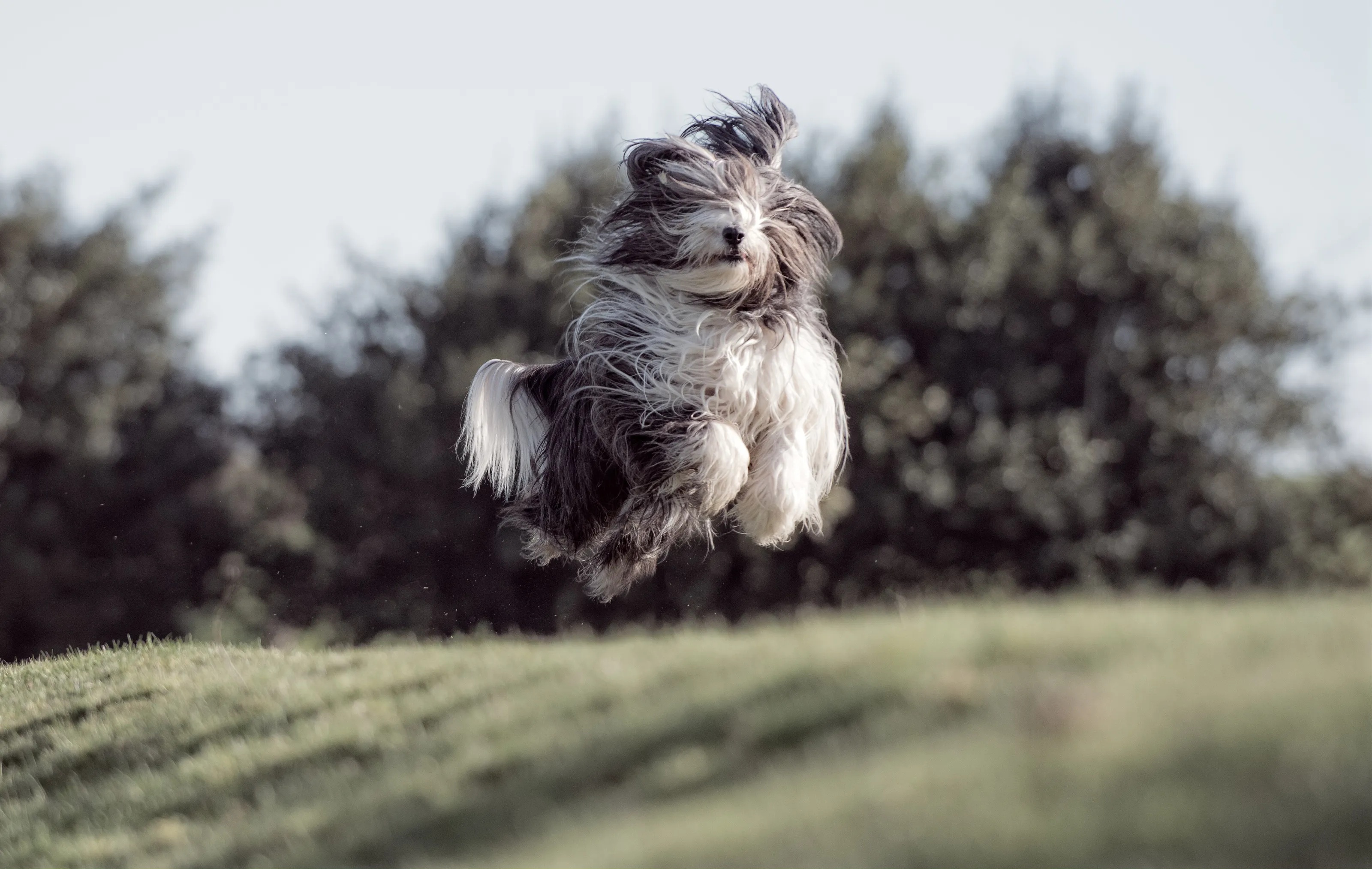 DaisyNo in flight