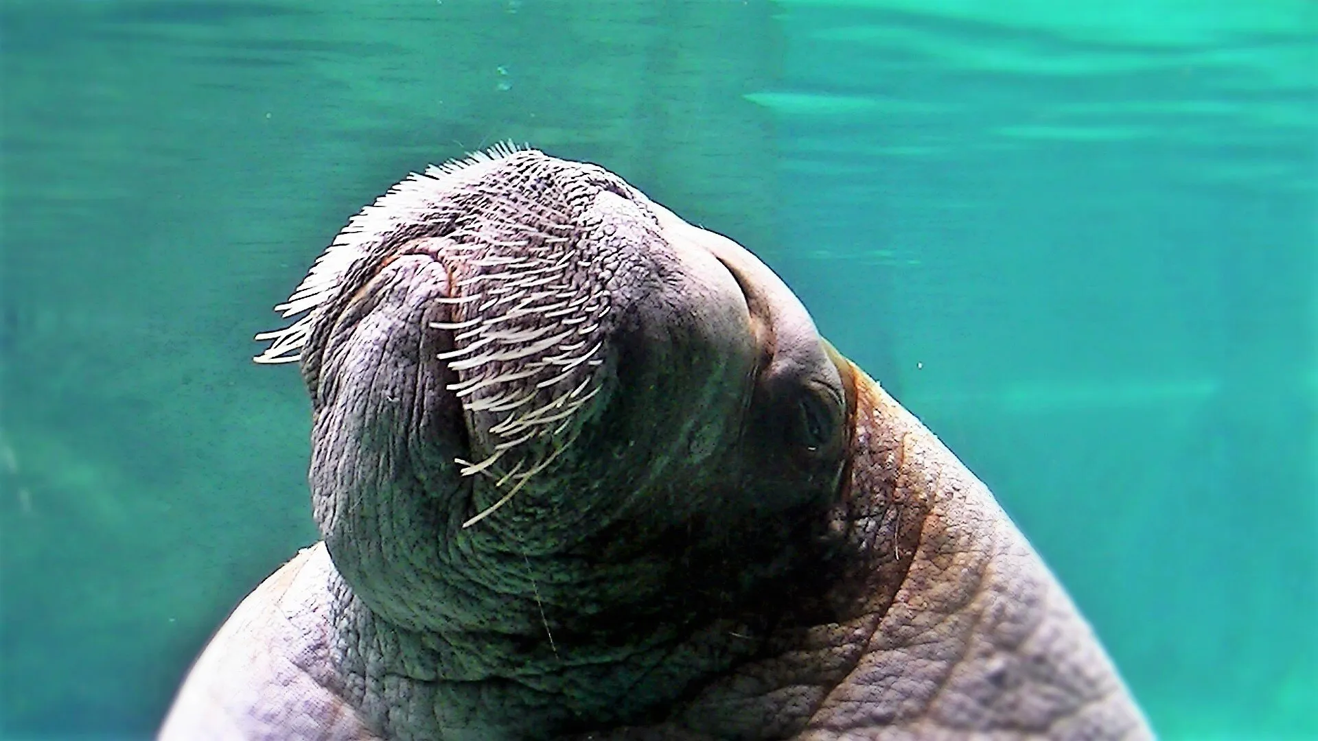 Walrus Rising