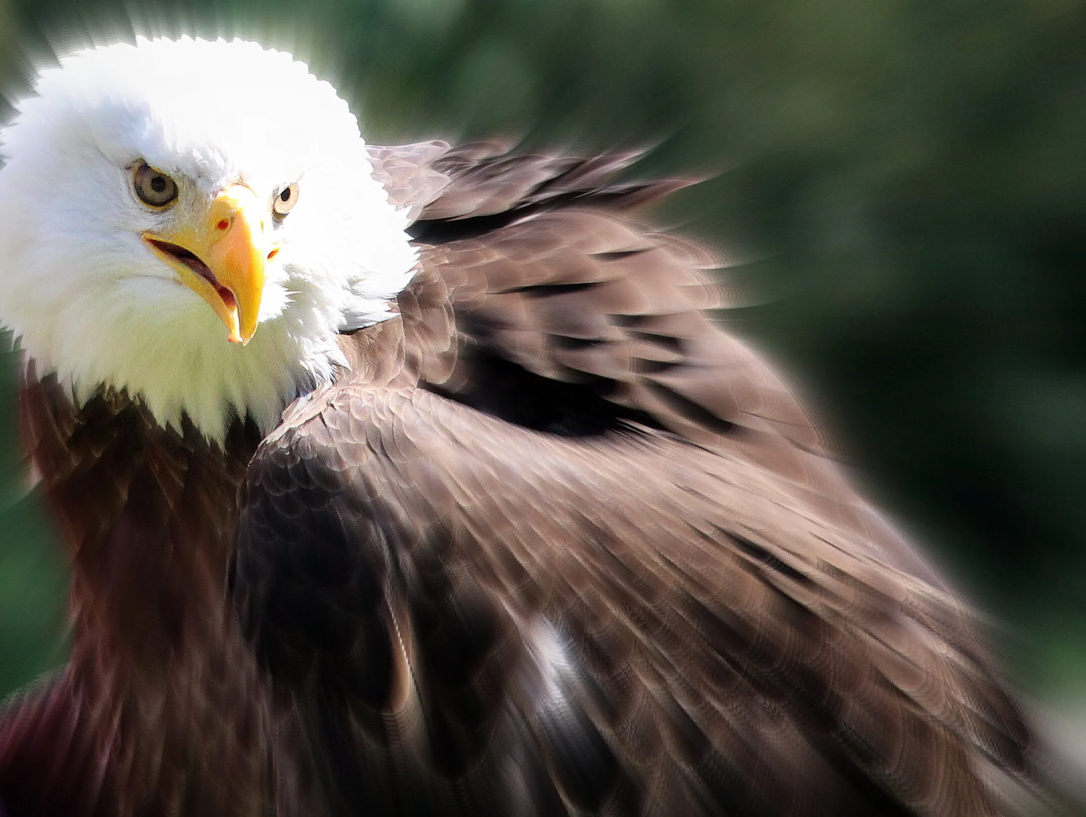 Bald Eagle, Muncaster Castle, Cumbria - July 2021