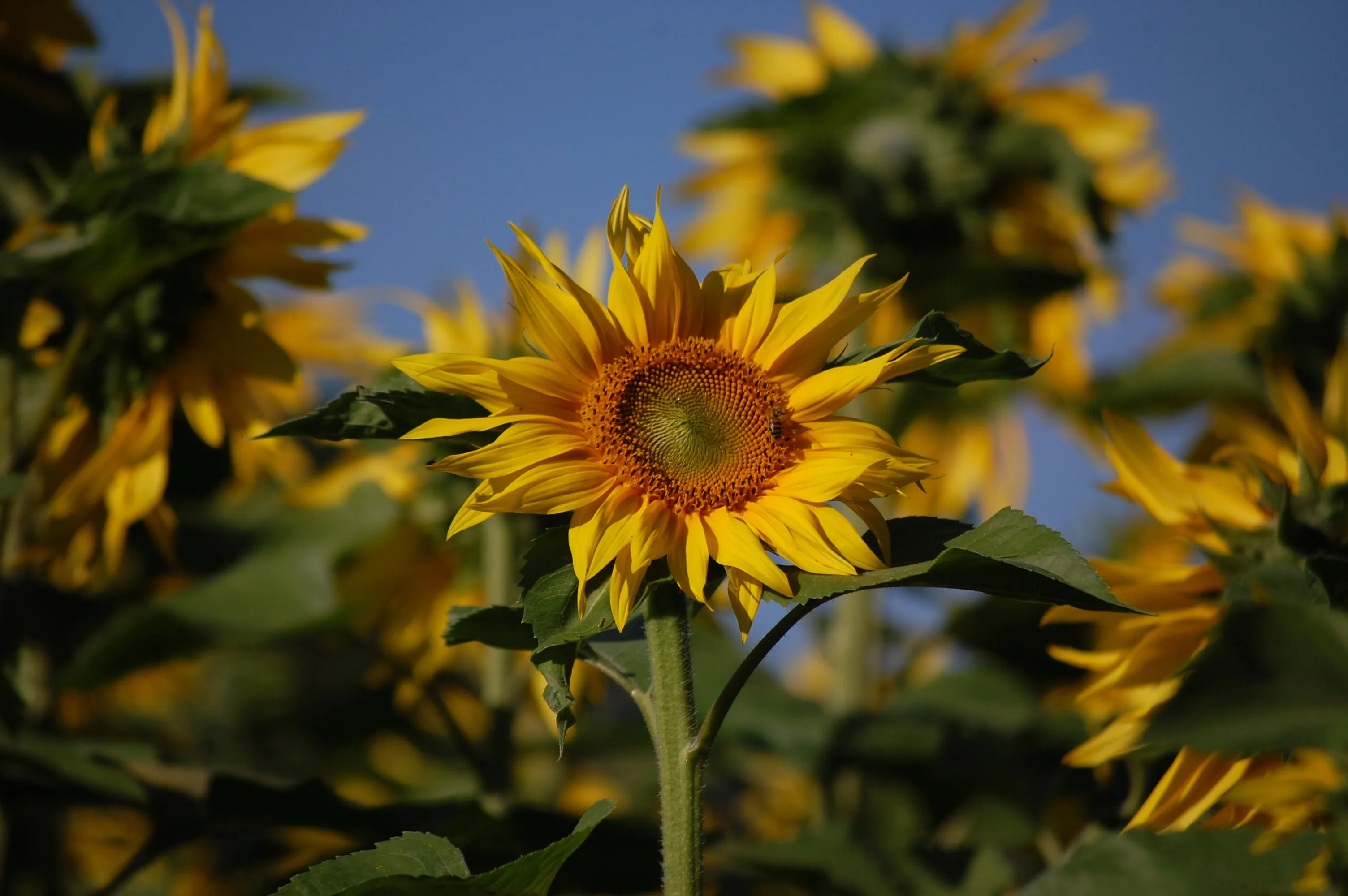 A field of yellow
