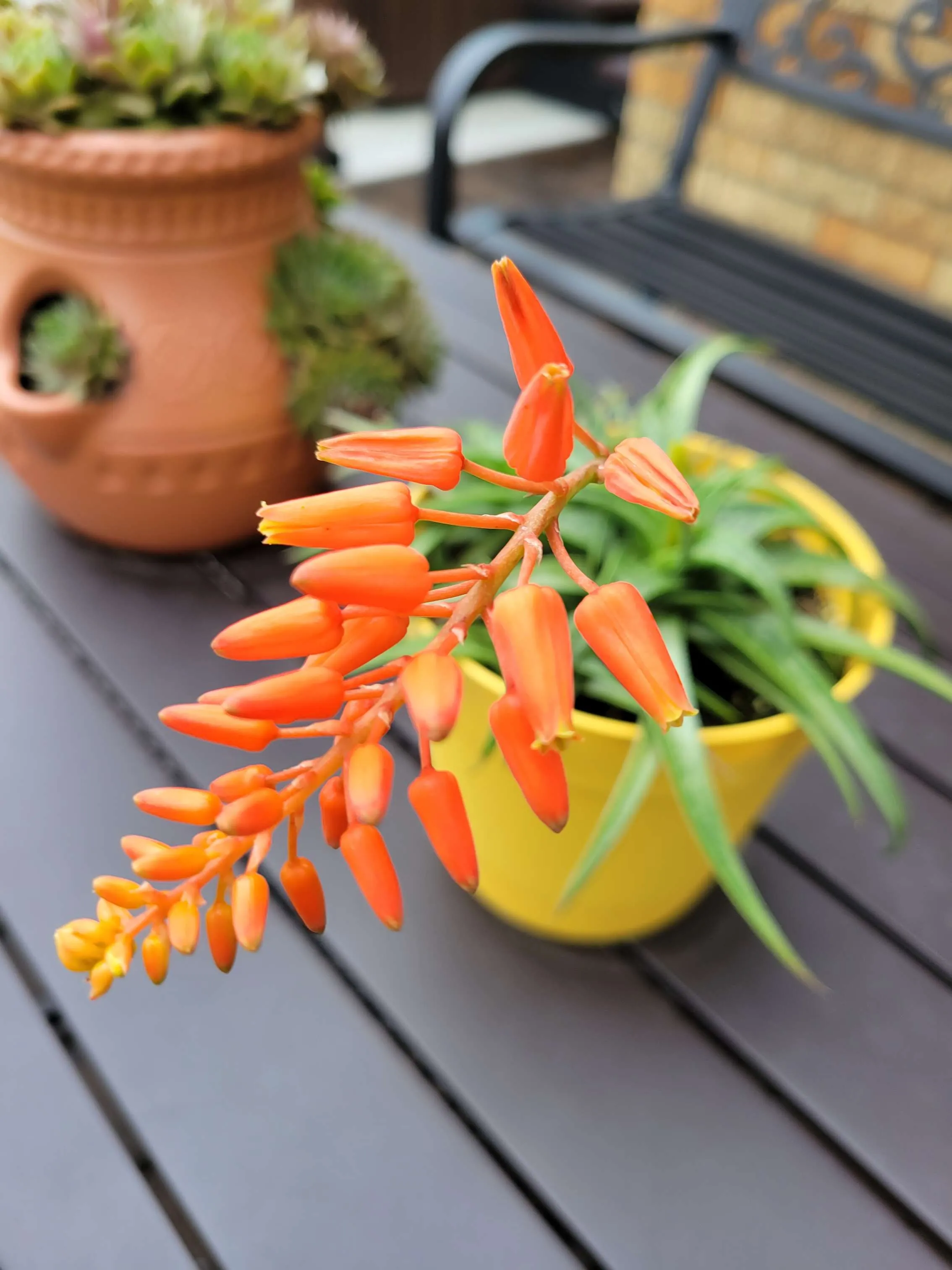 Orange Delight