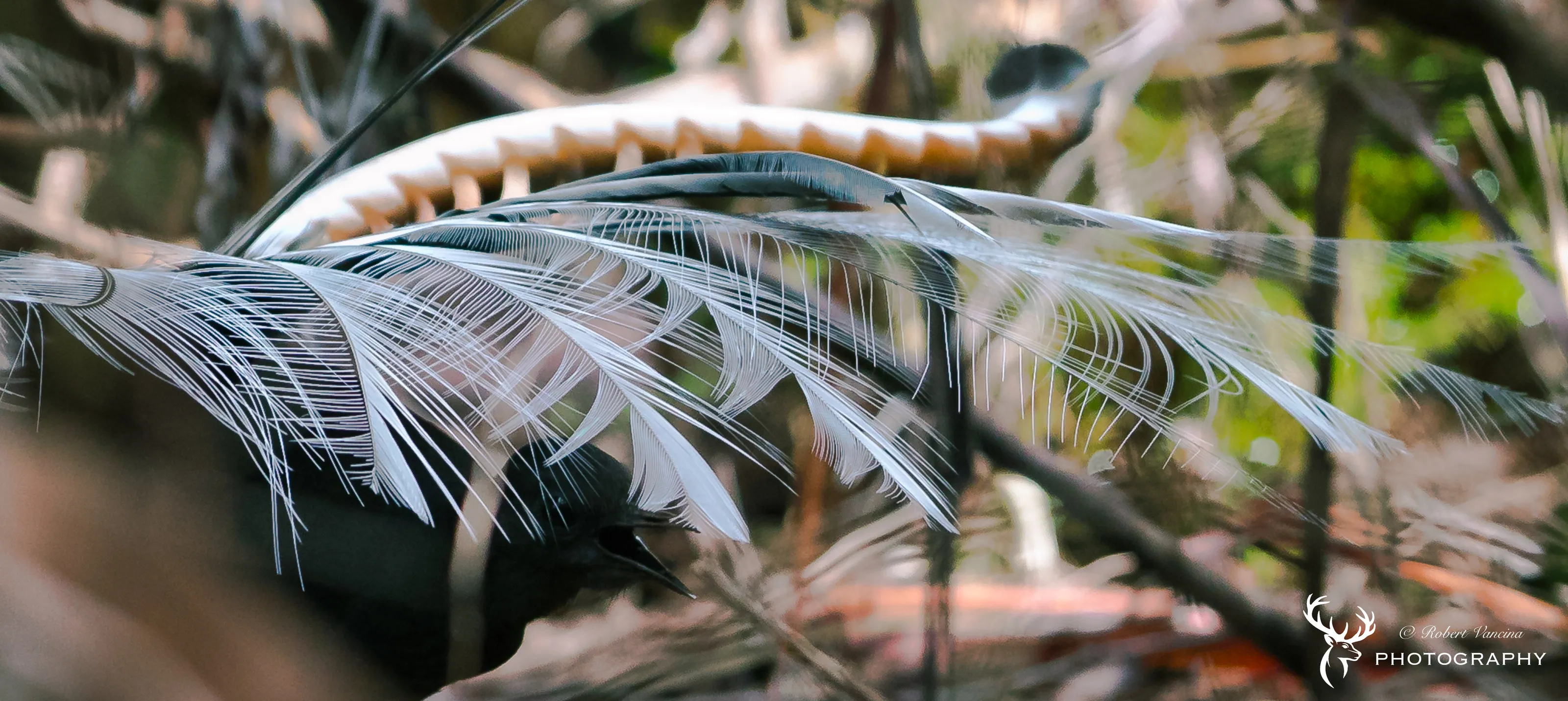 Lyrebird seducing me with her dance and incredible song :)