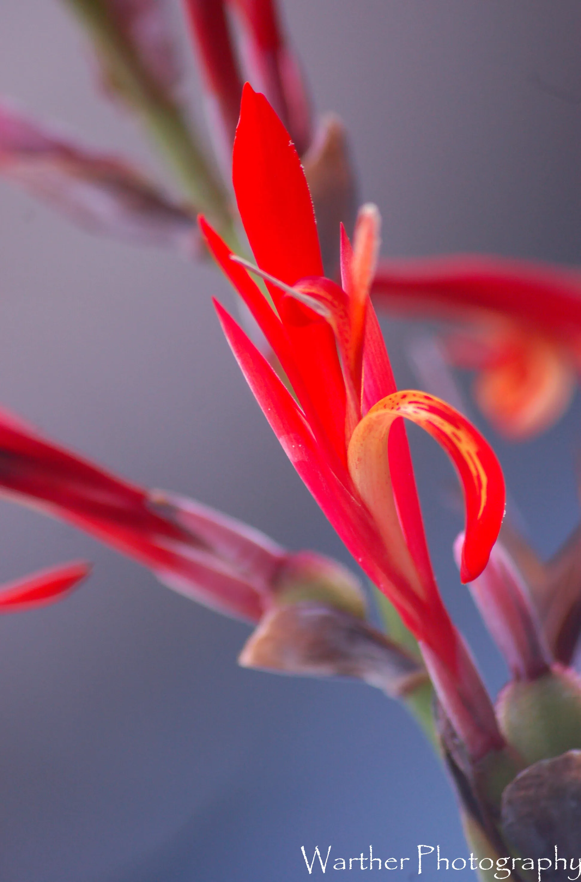 The Desert's Flower