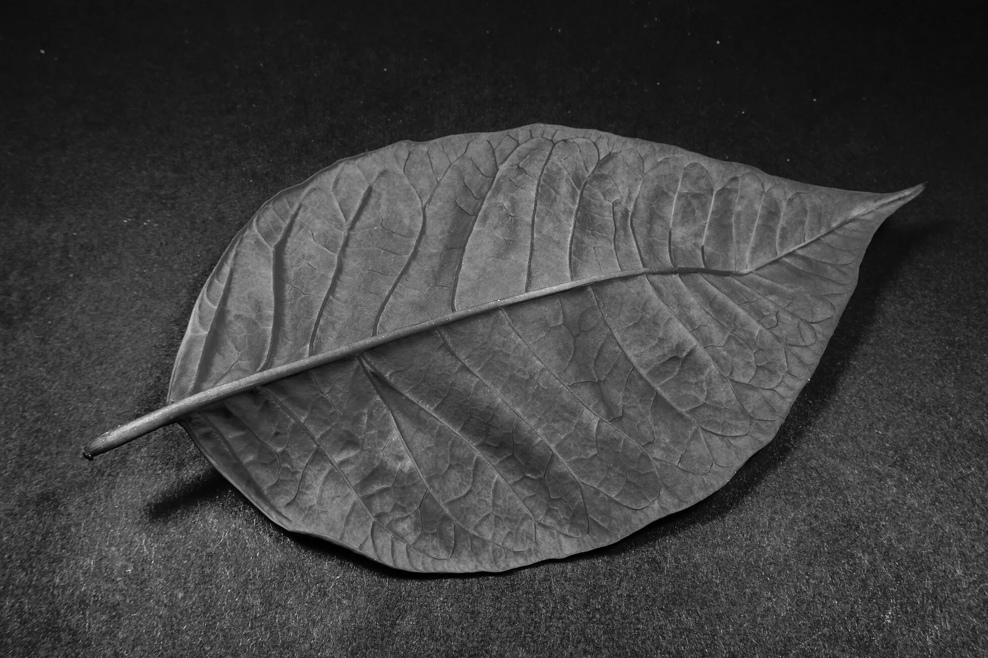 Sad leaf