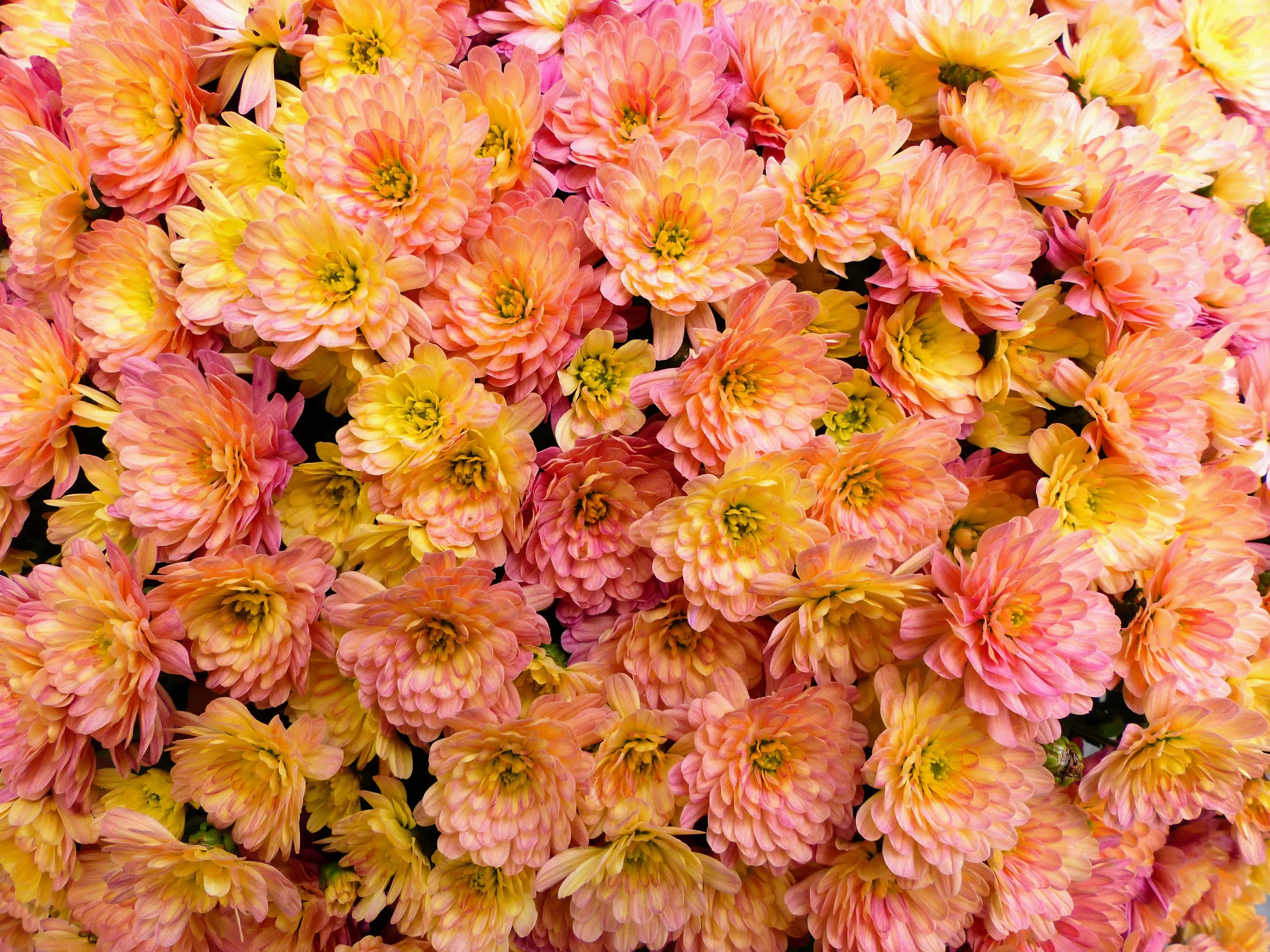 Chrysanthemums