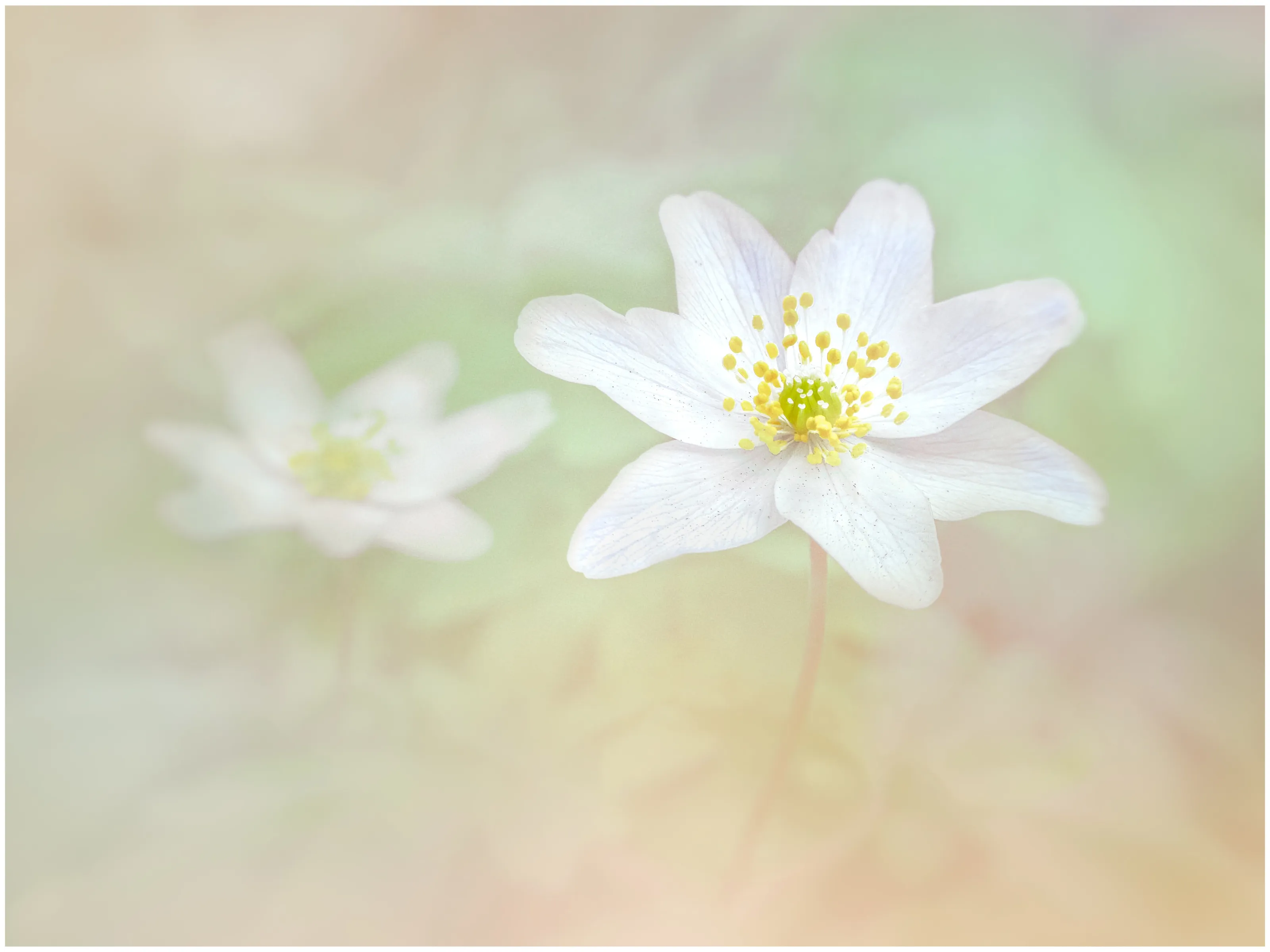 Woodland Anemone