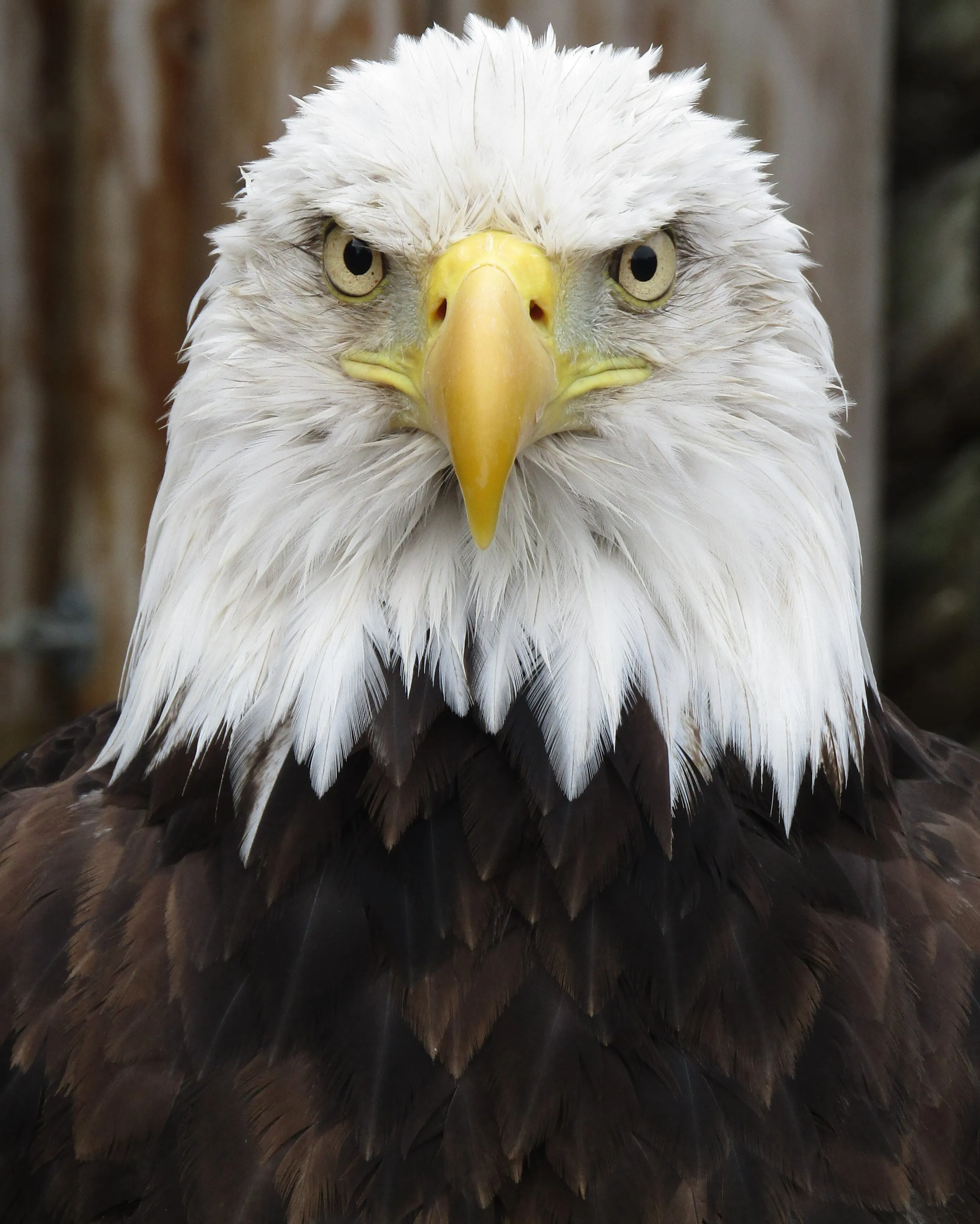 Eagle