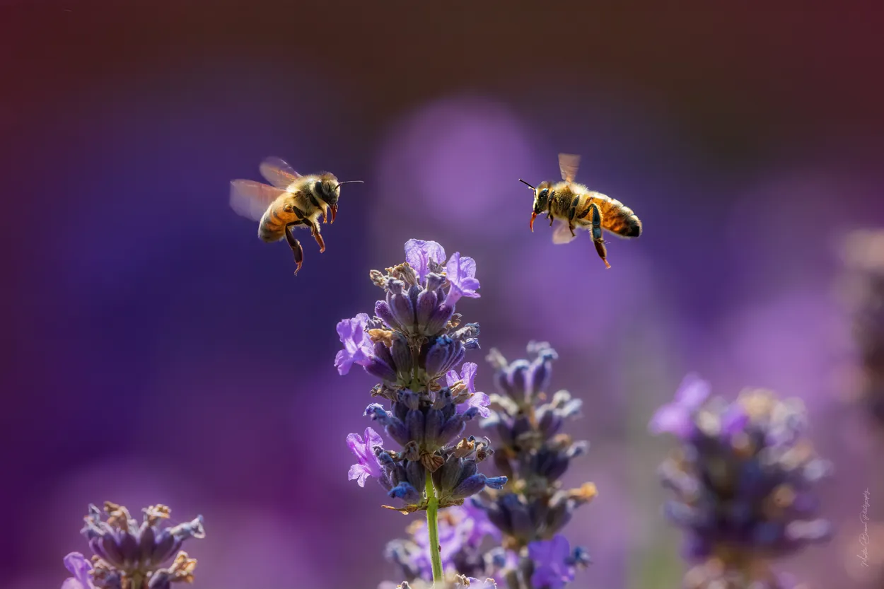 Two Bee Or Not Two Bee