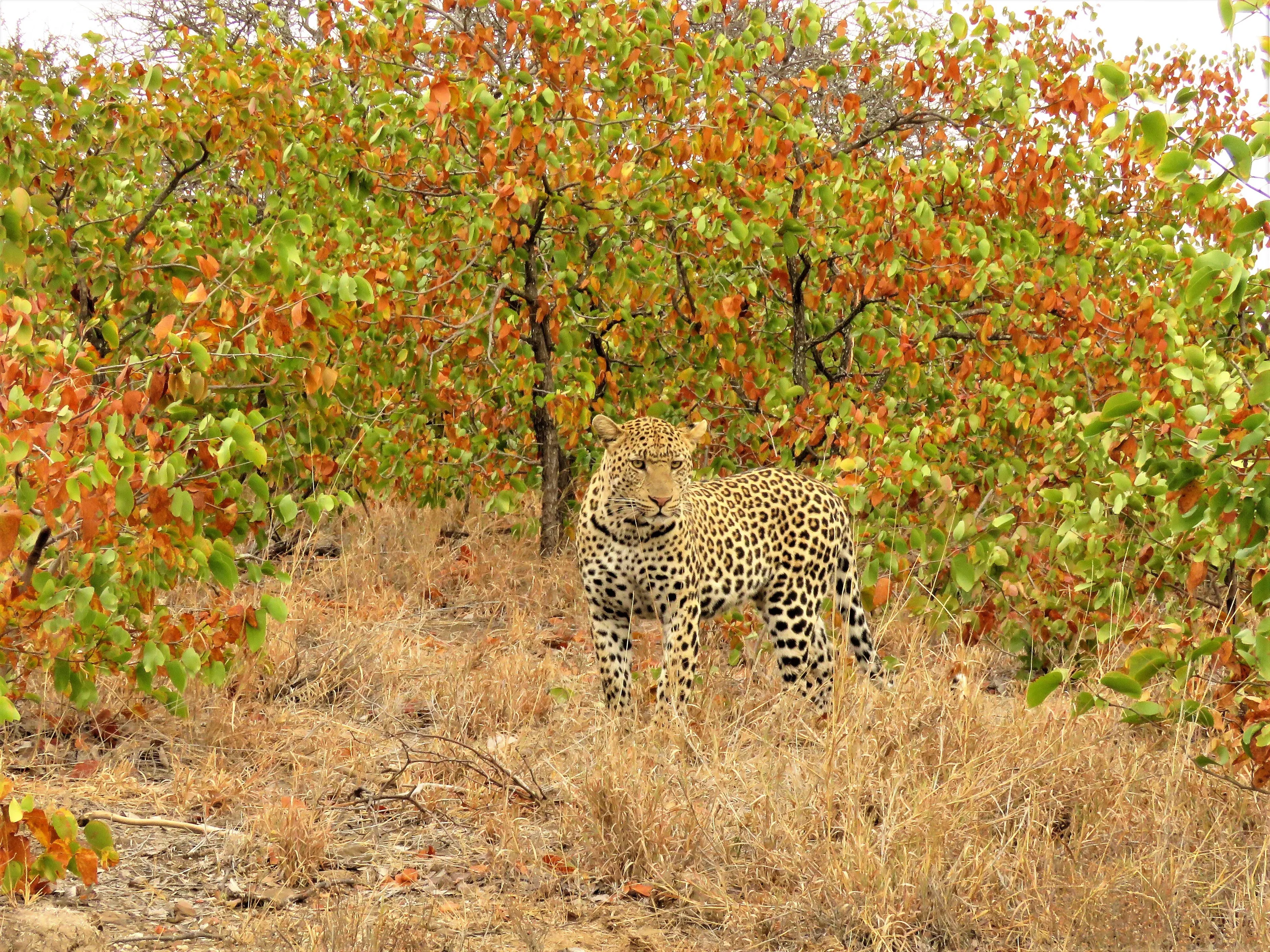 Leopard in Bloom