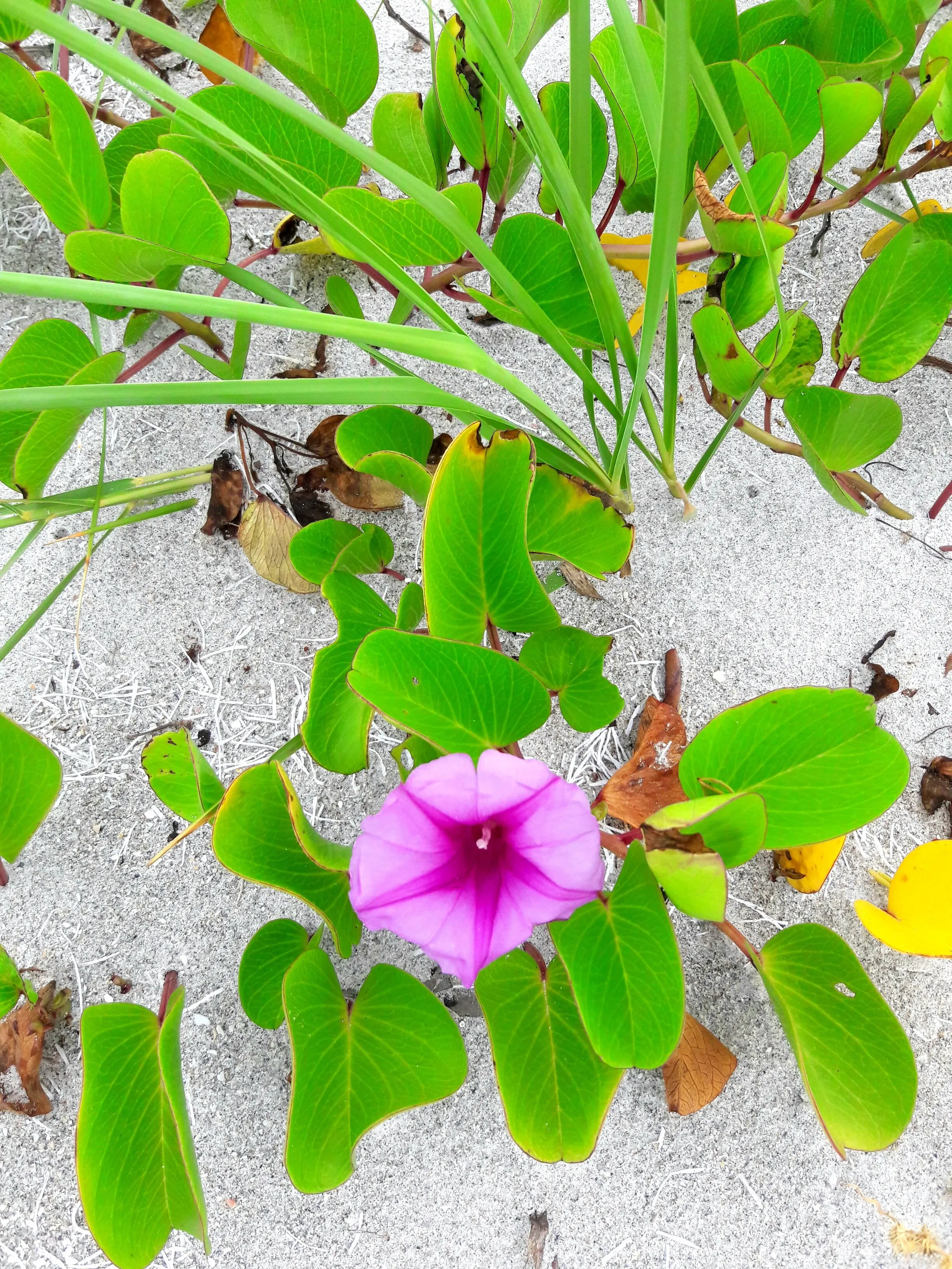 Wild flower growing in sand