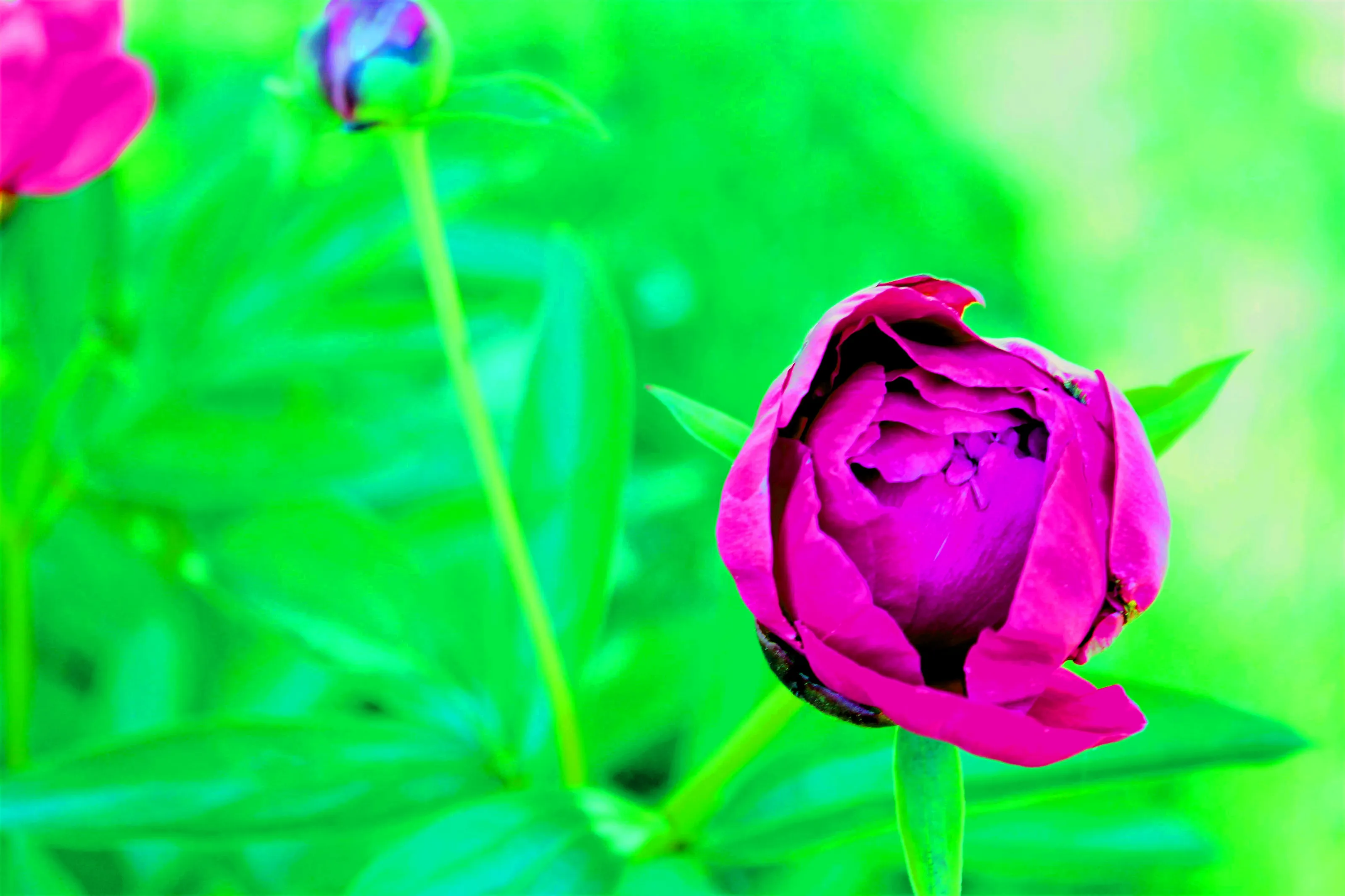 Pink Flower Blossoming