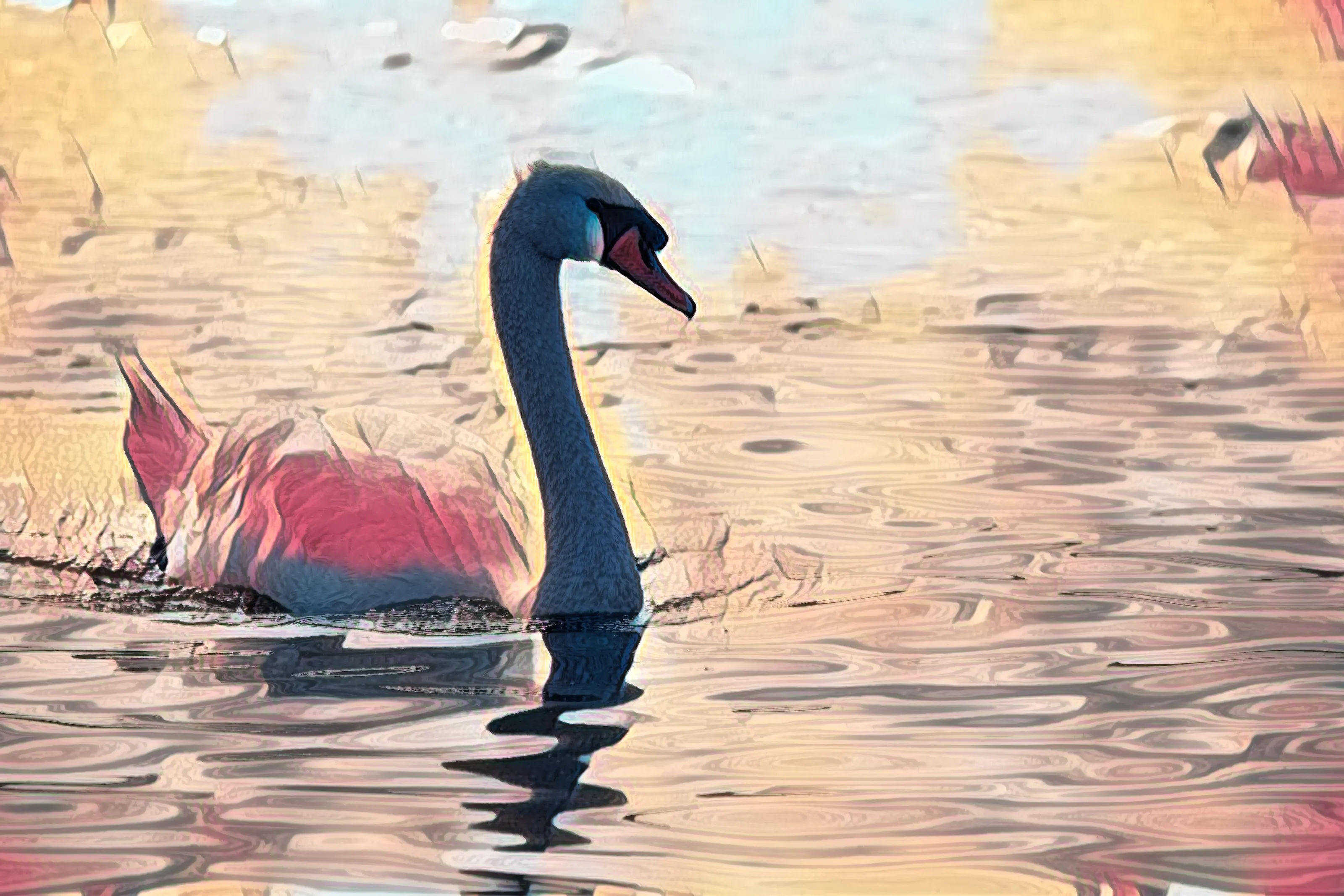 Swan in the evening