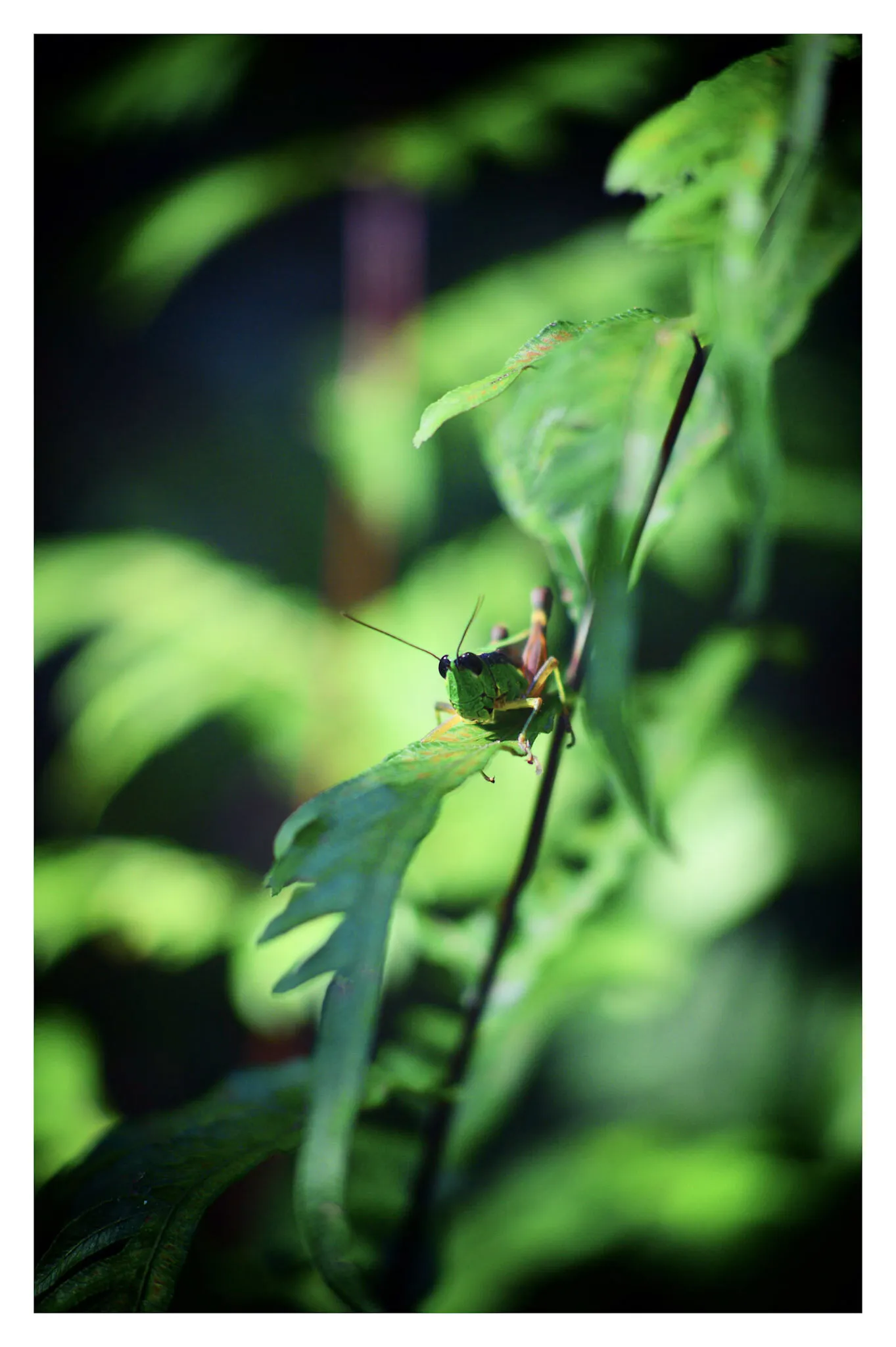 Grasshopper