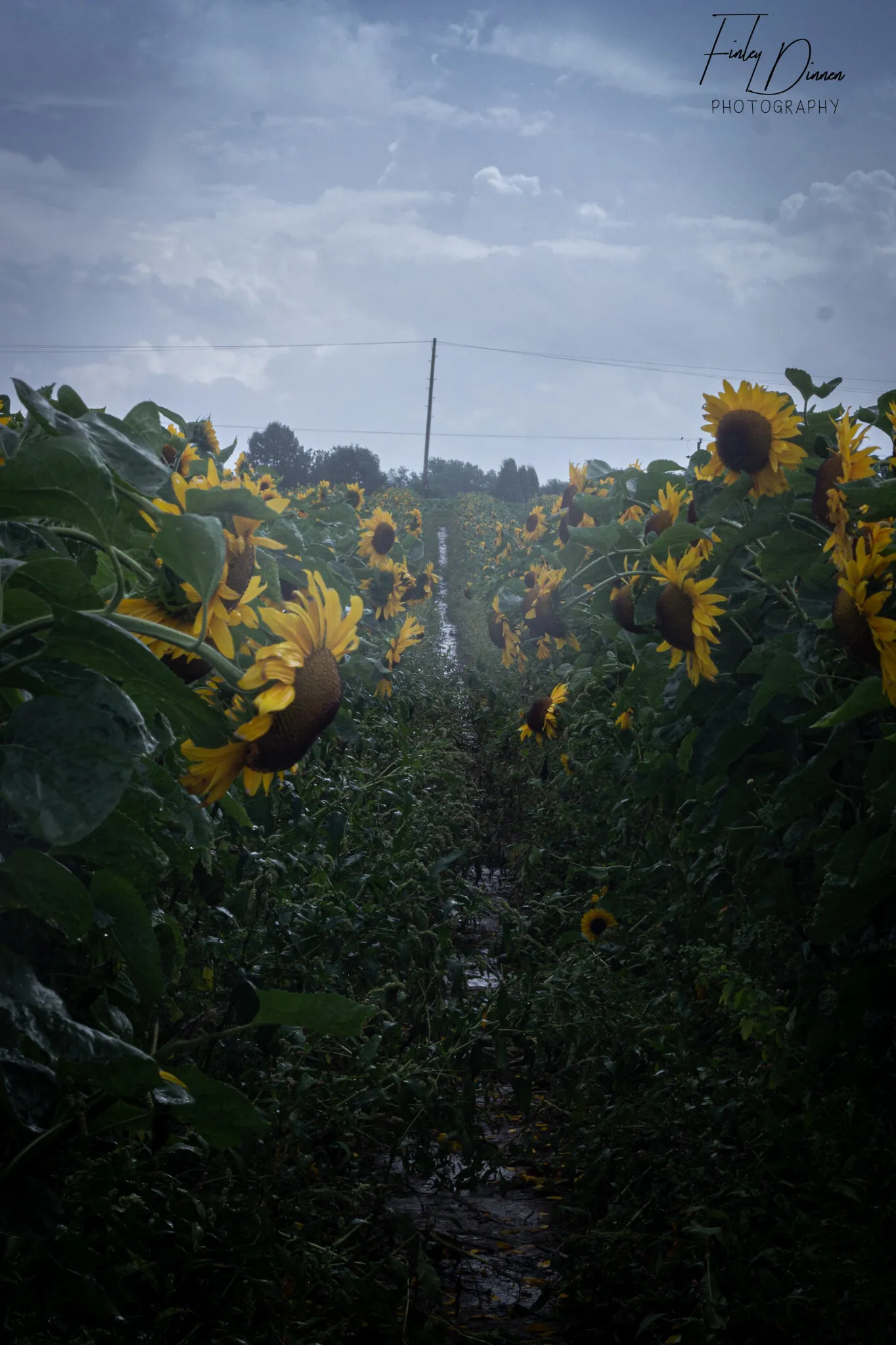 Gloomy Sunflower days