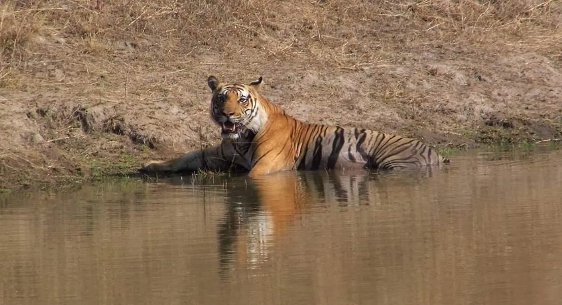 Wildlife photography
