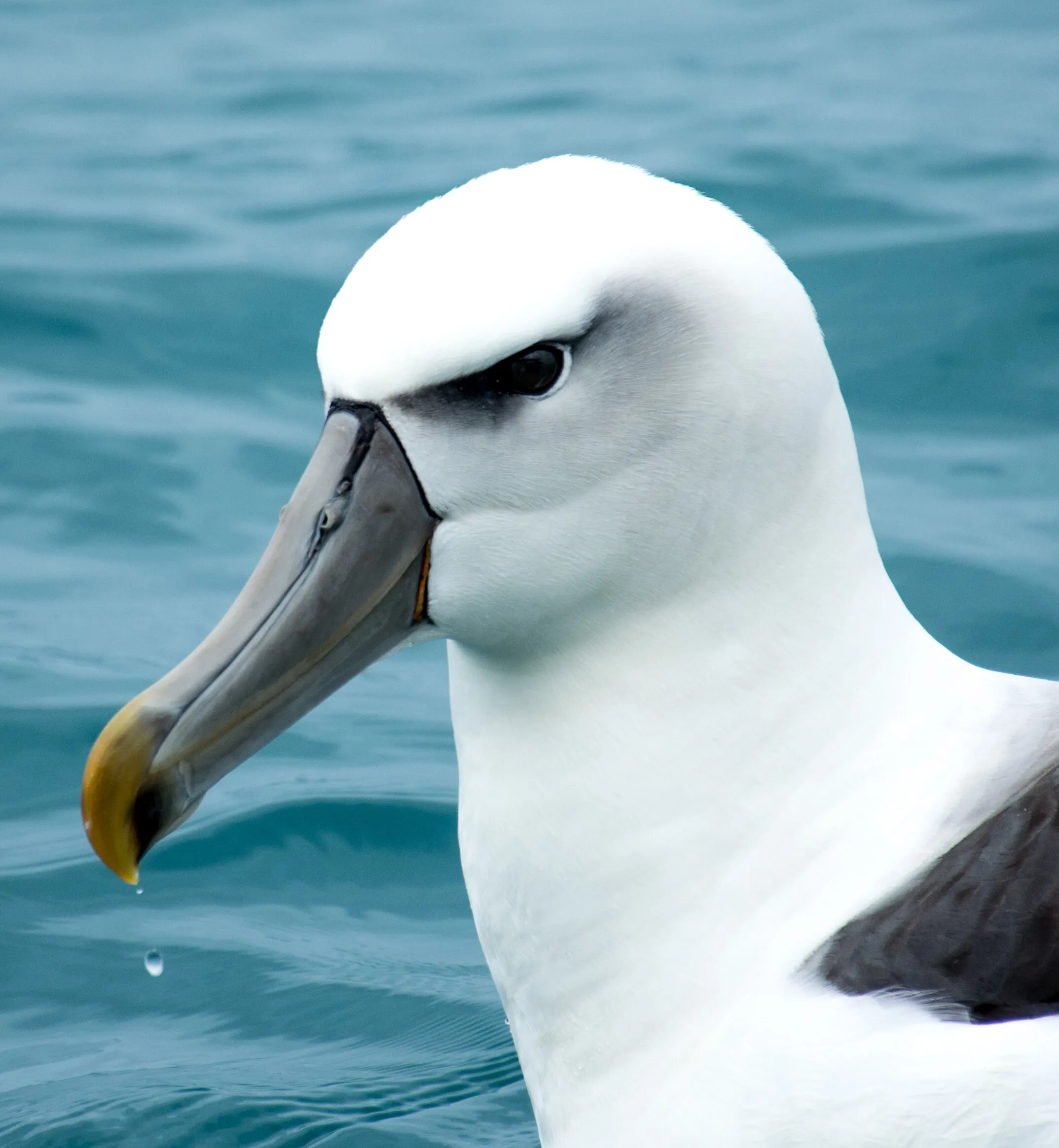 Kiakoura albatross