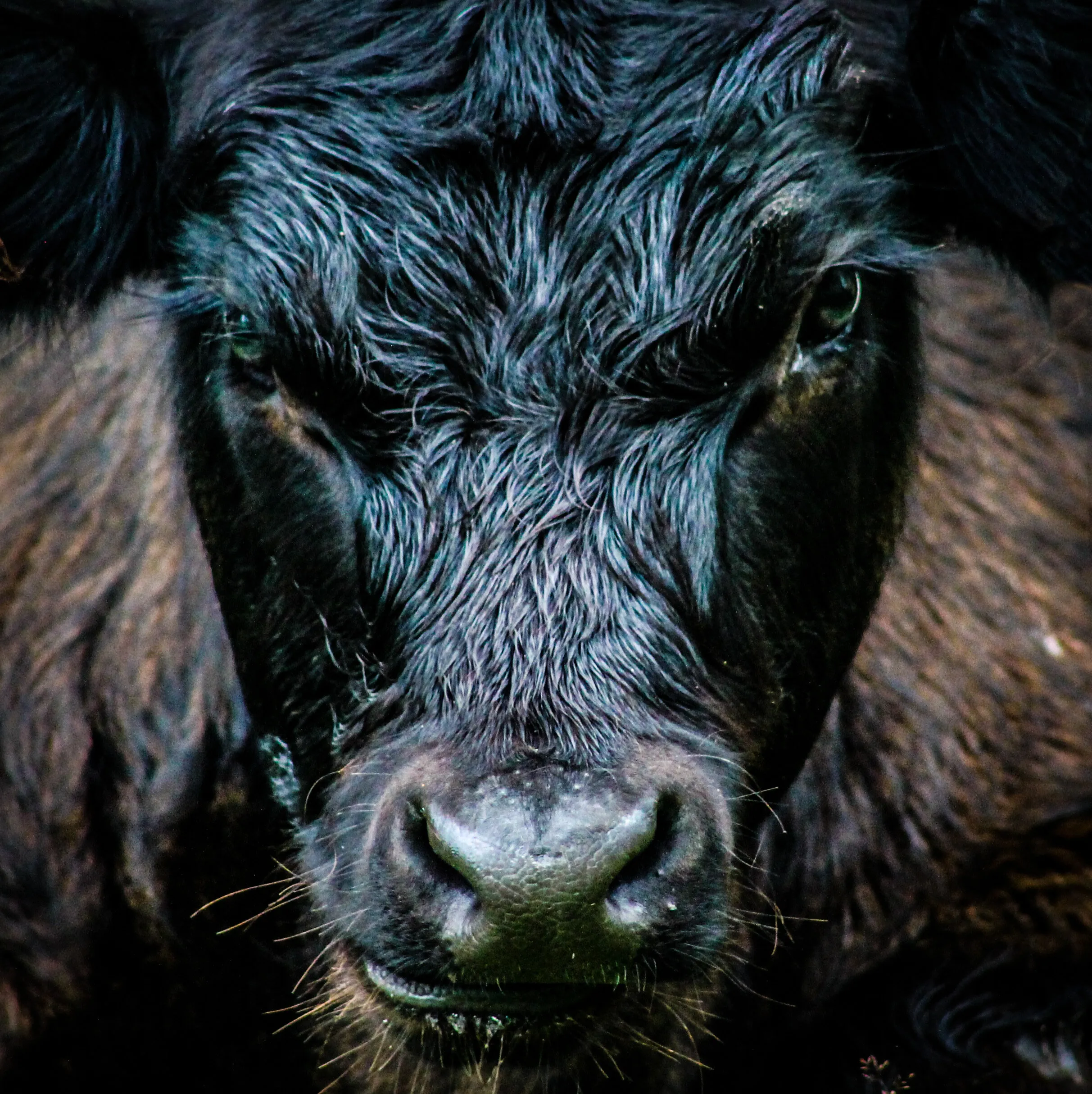 Grumpy cow