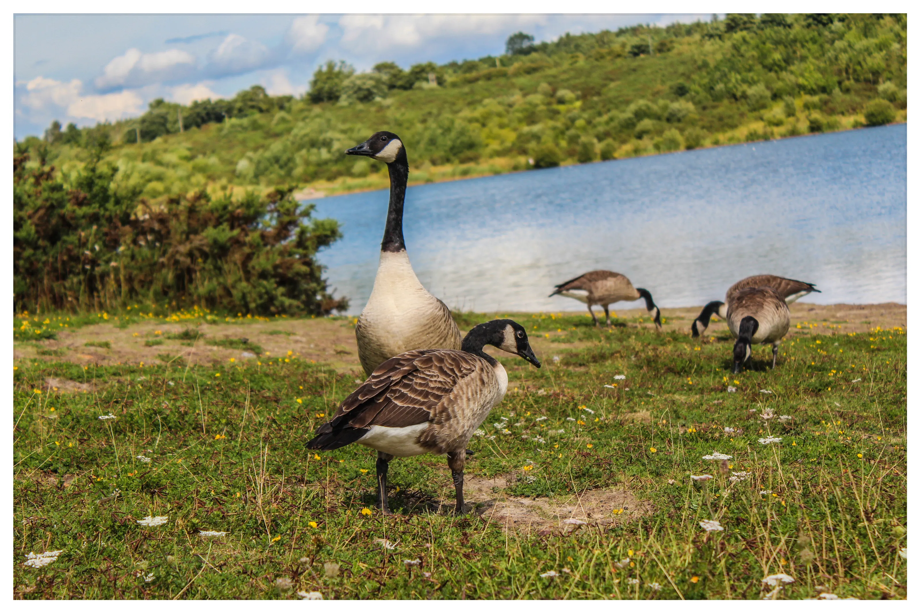 a gaggle of happy geese