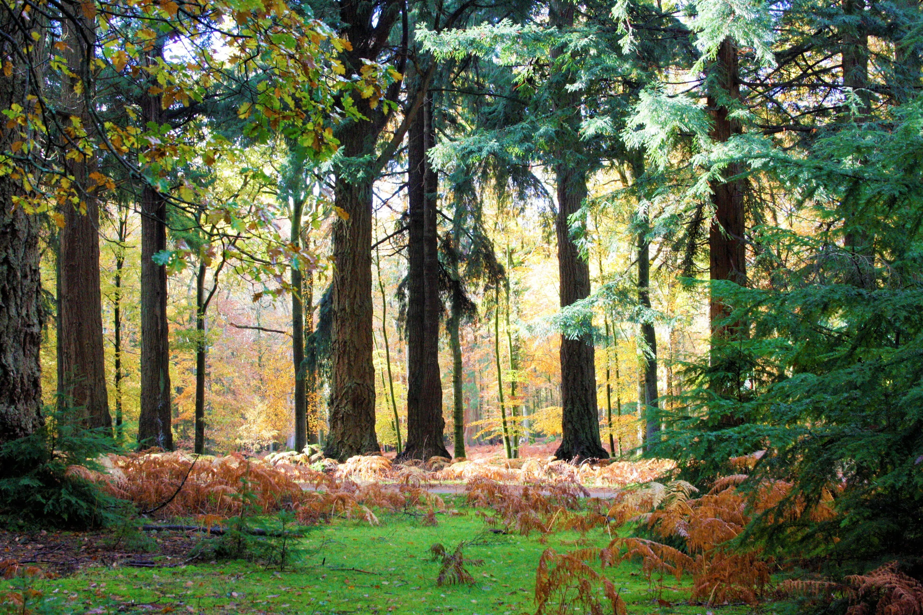 Forest Landscape of greenery