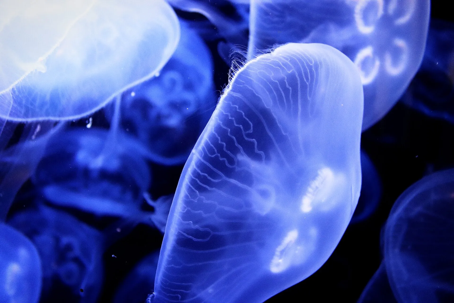 Deep Blues