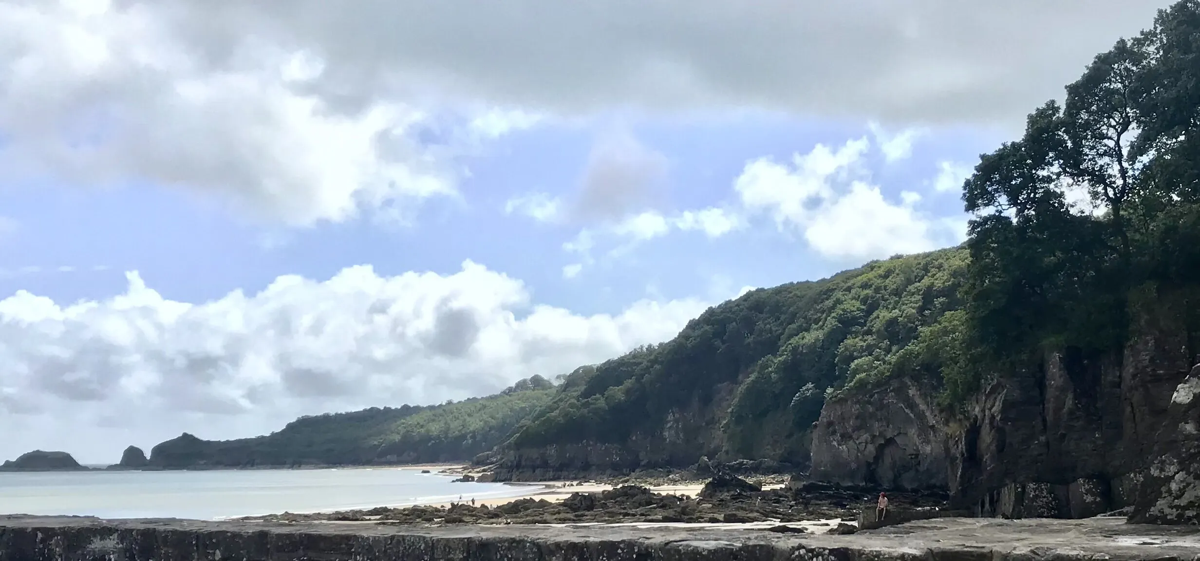 trees and beach