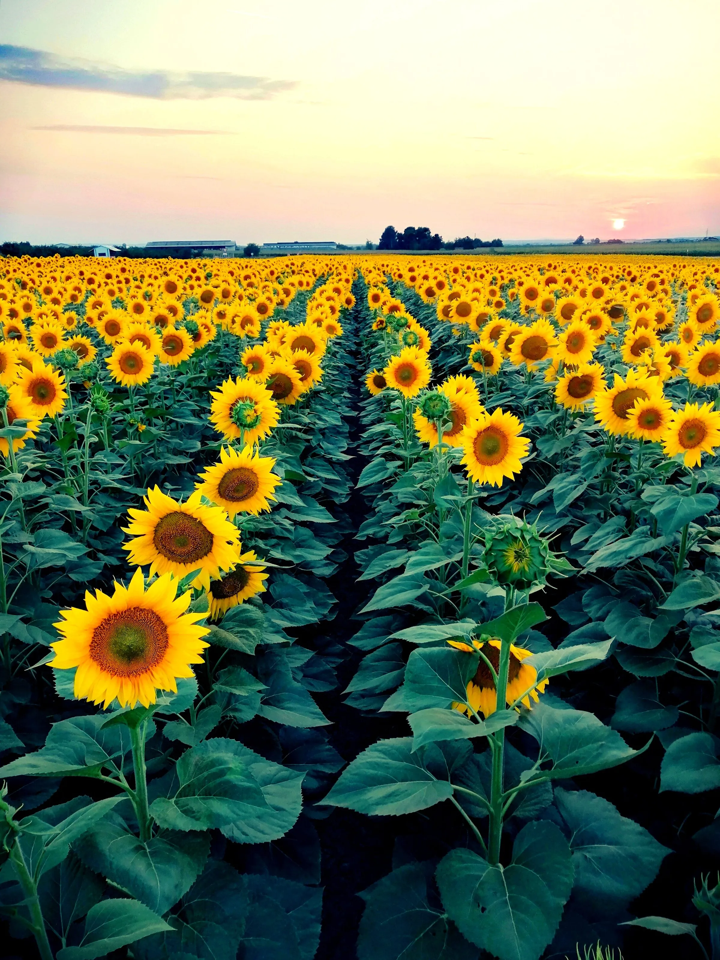 Sunflowers