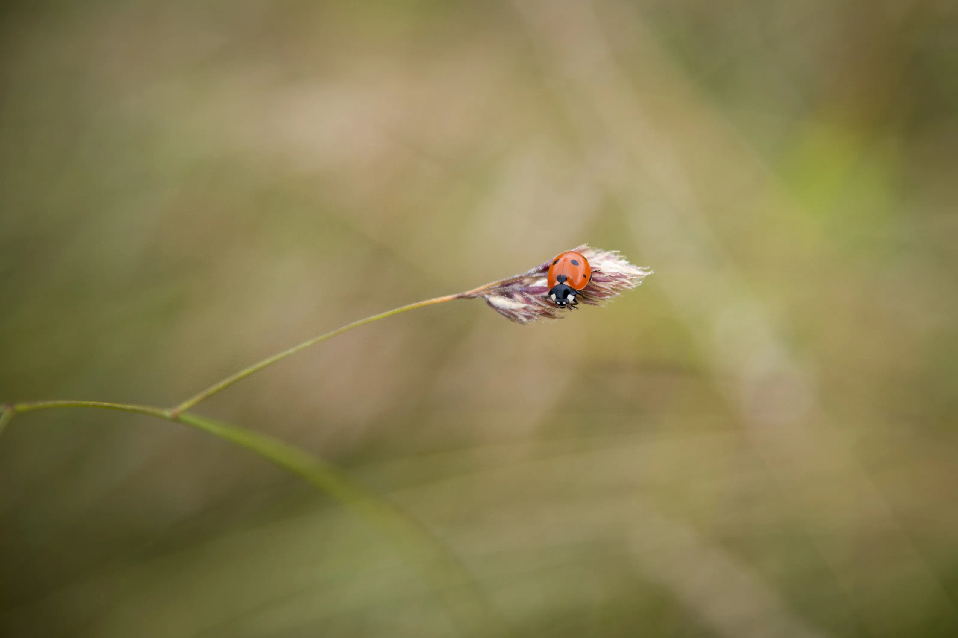 Ladybird