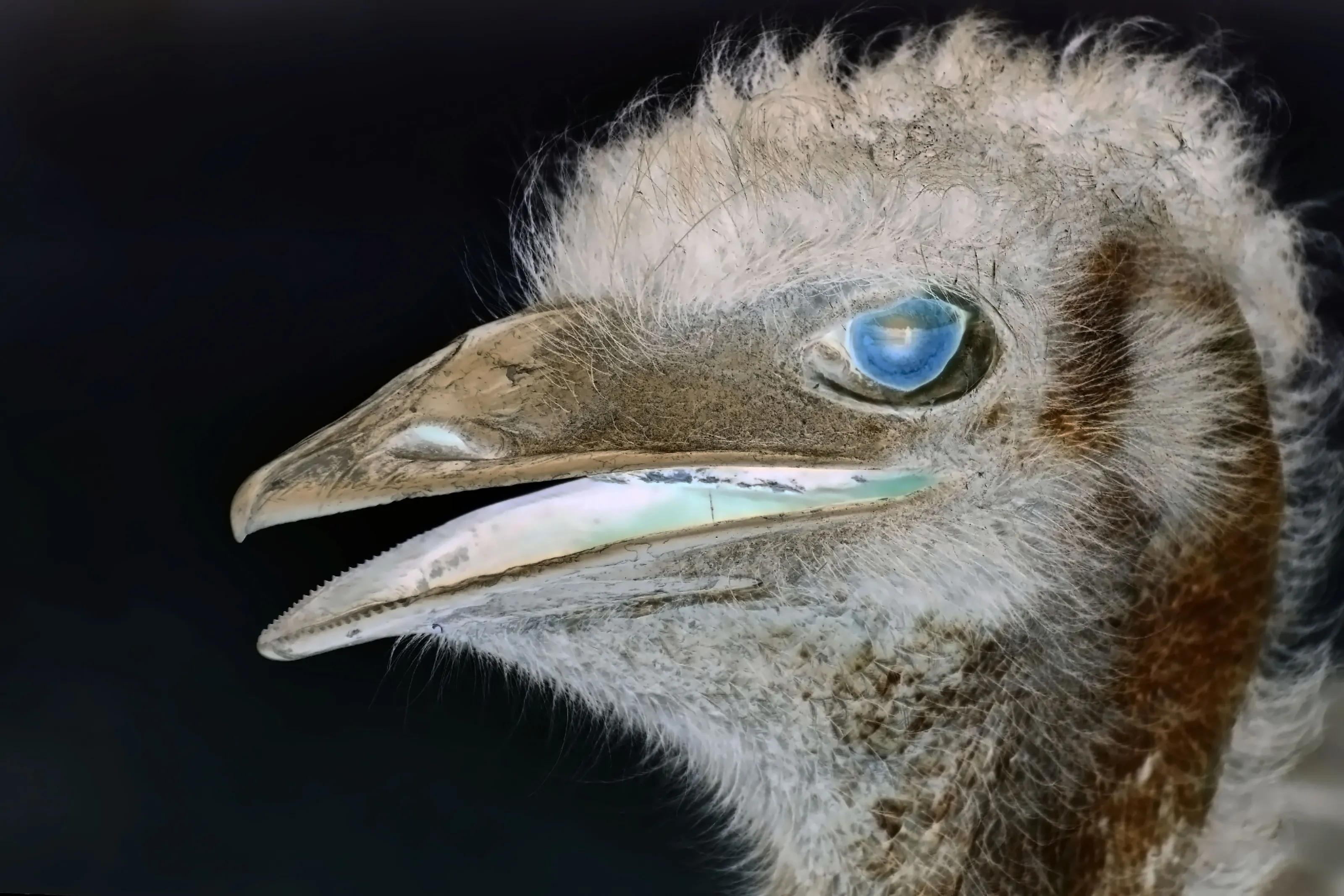 Ostrich Portrait (Inversion)