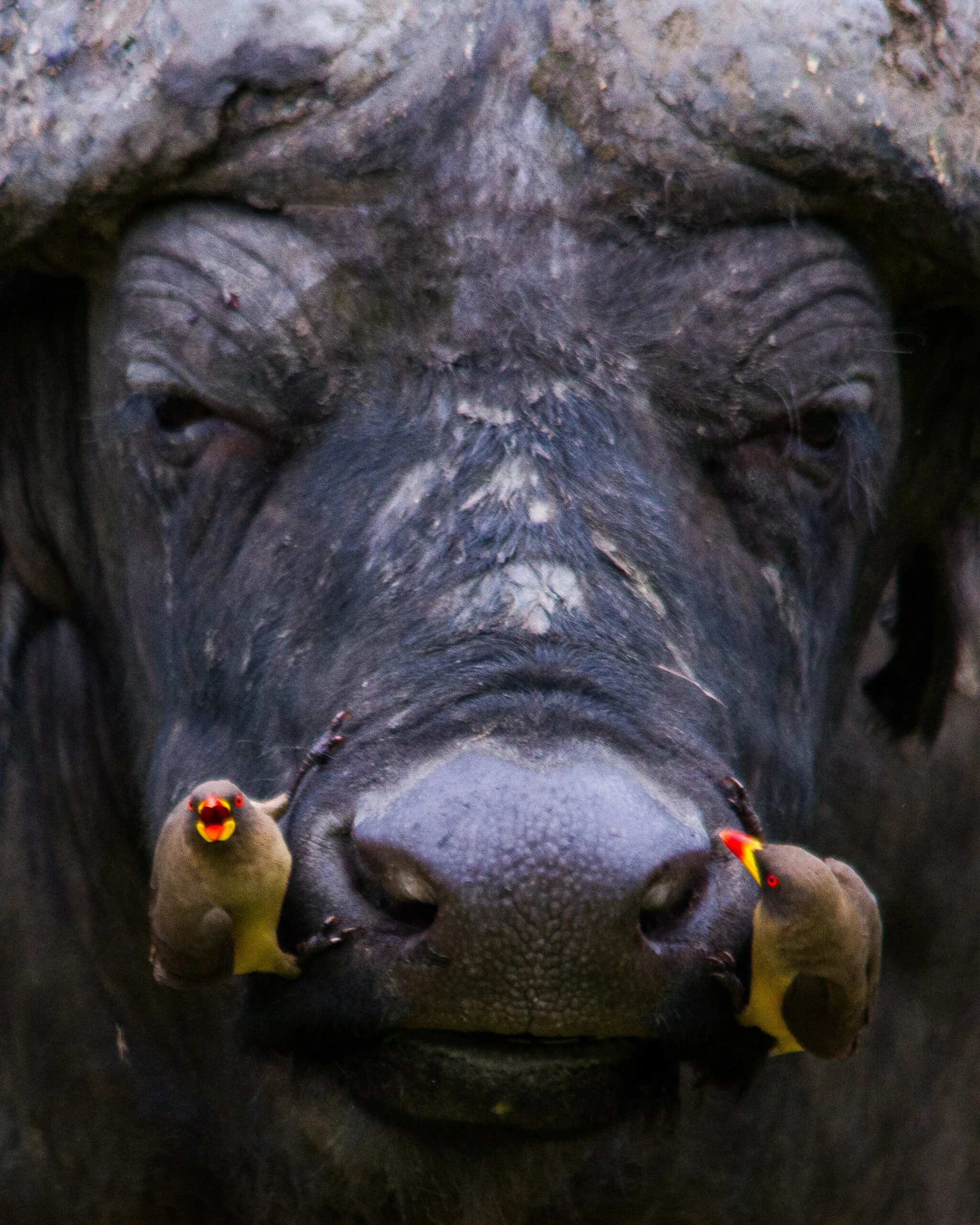 On the Nose
