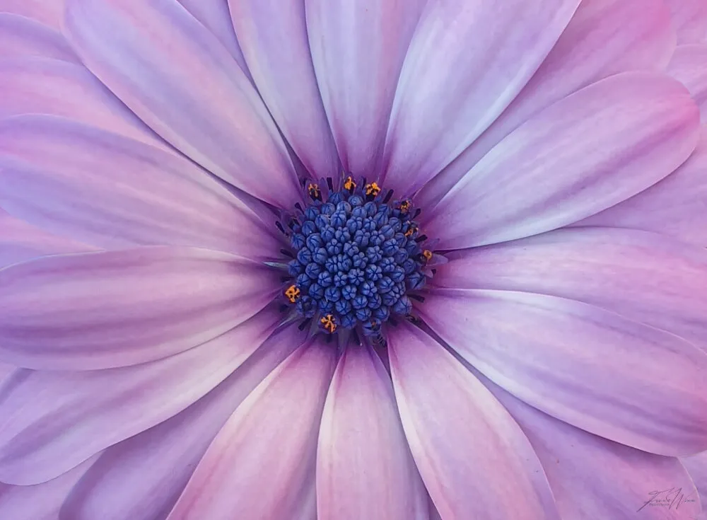 Purple Close Up