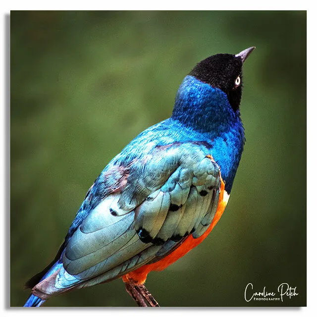 My Superb Starling!
