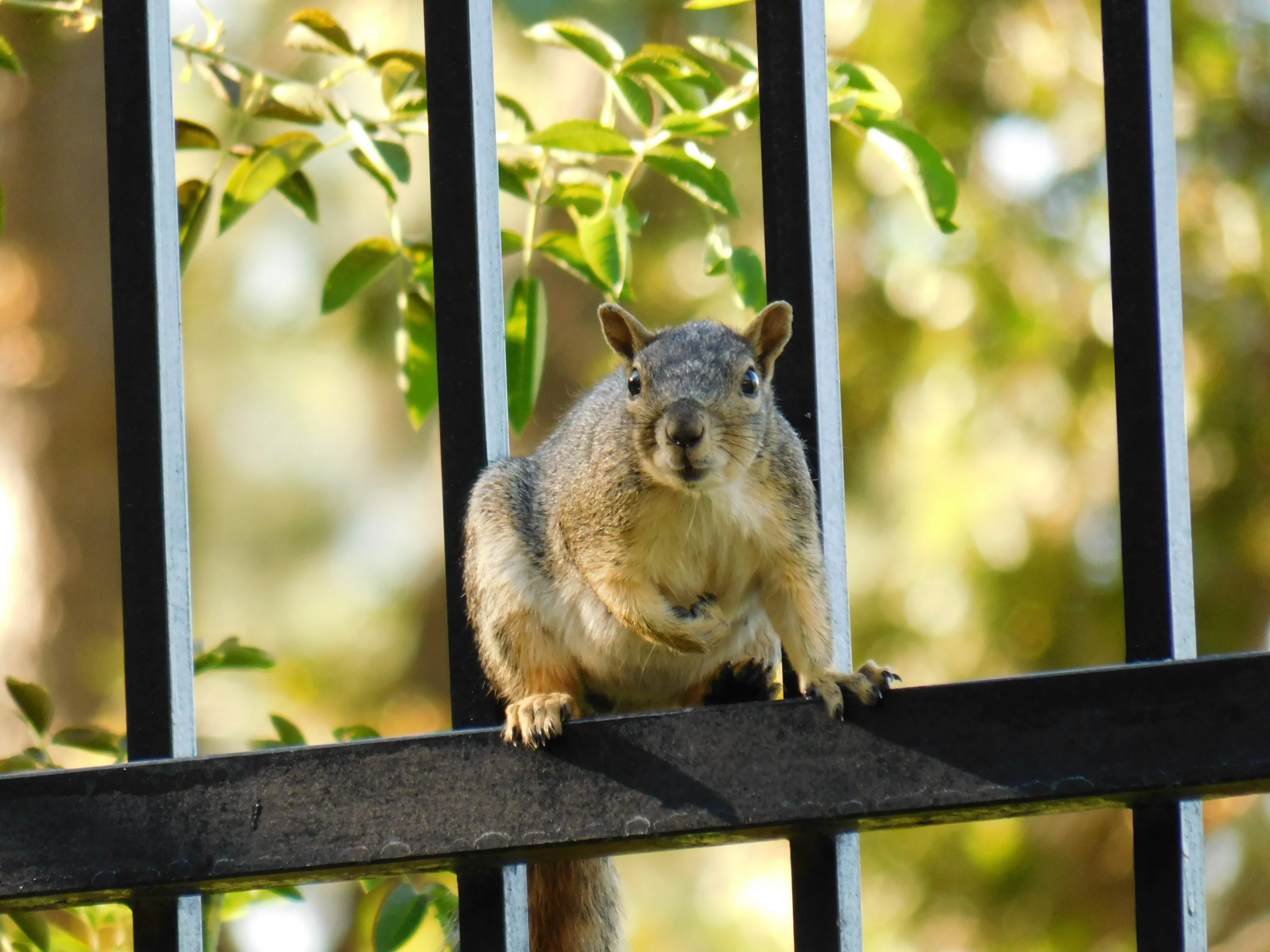 Mary the Squirrel