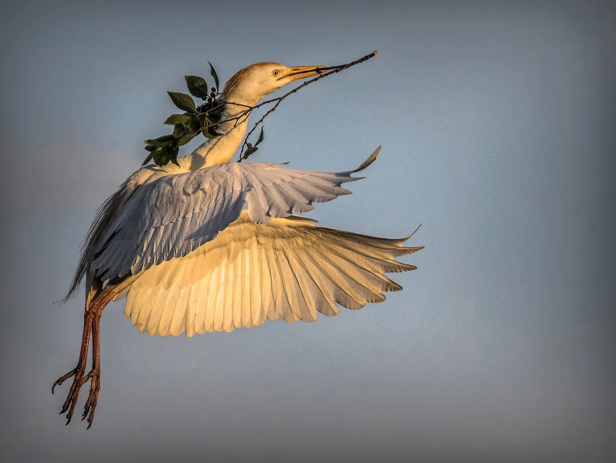 Entry 10787406