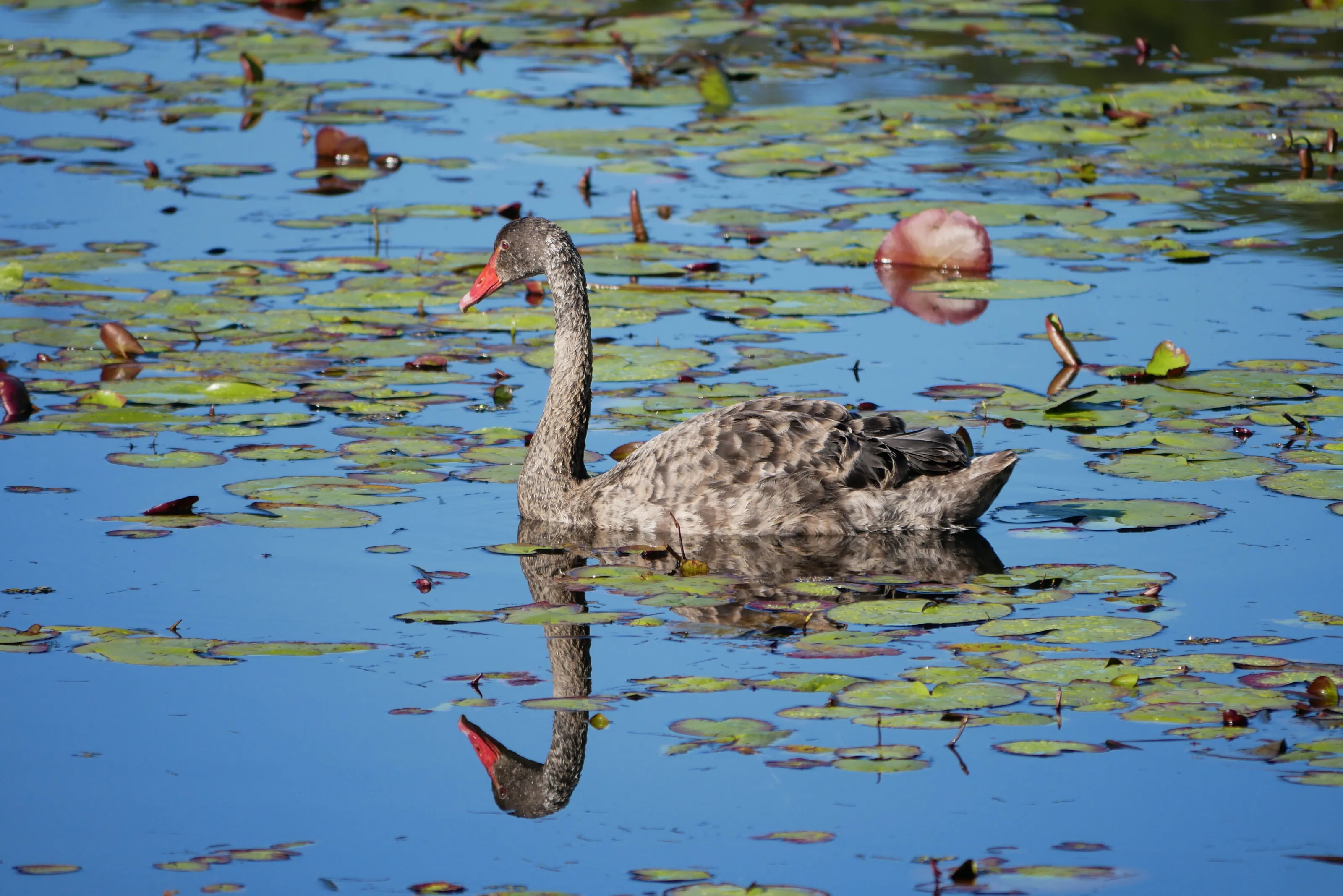 Black swan