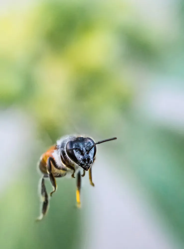 Apis florea frabicius