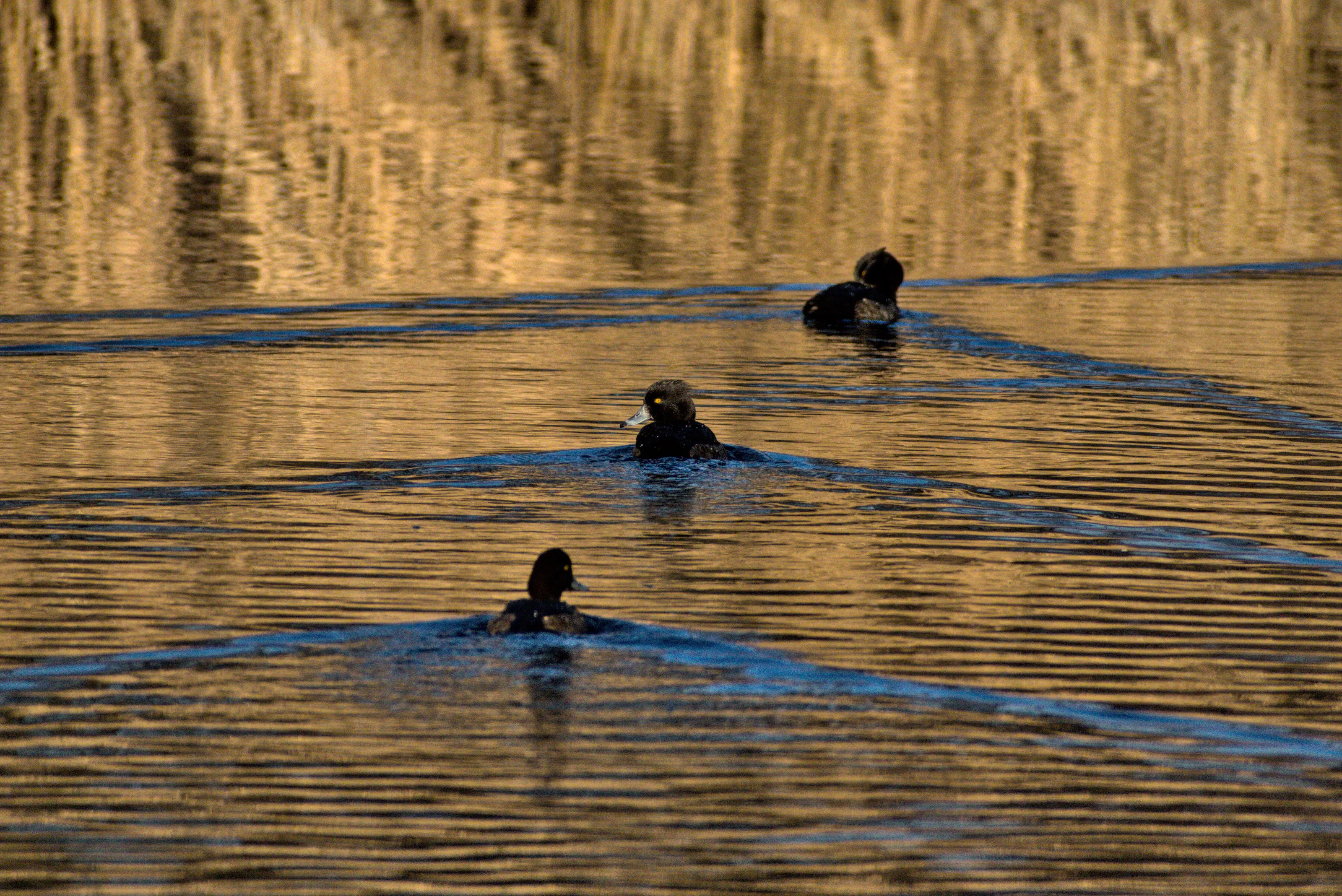 Golden reflection