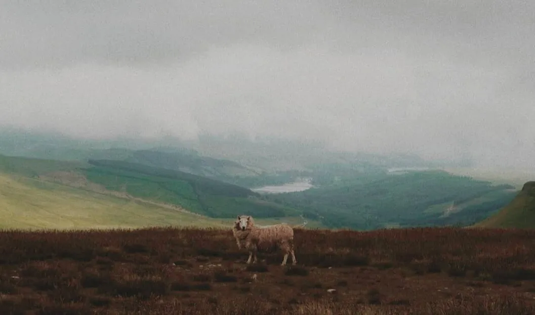 Lone Grazer
