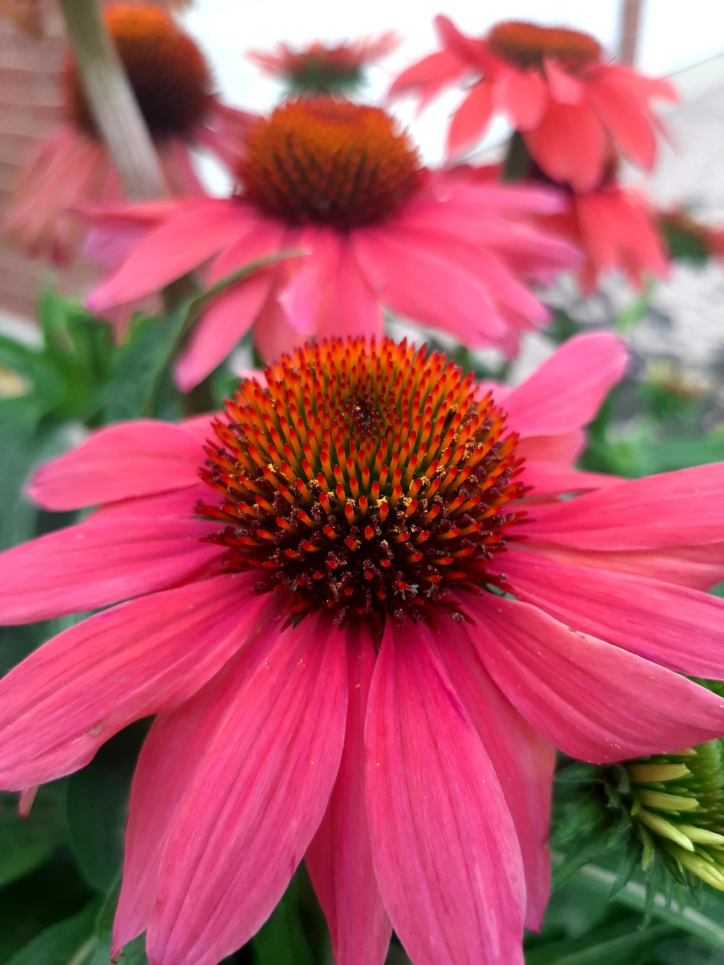 Pink Cone flowers